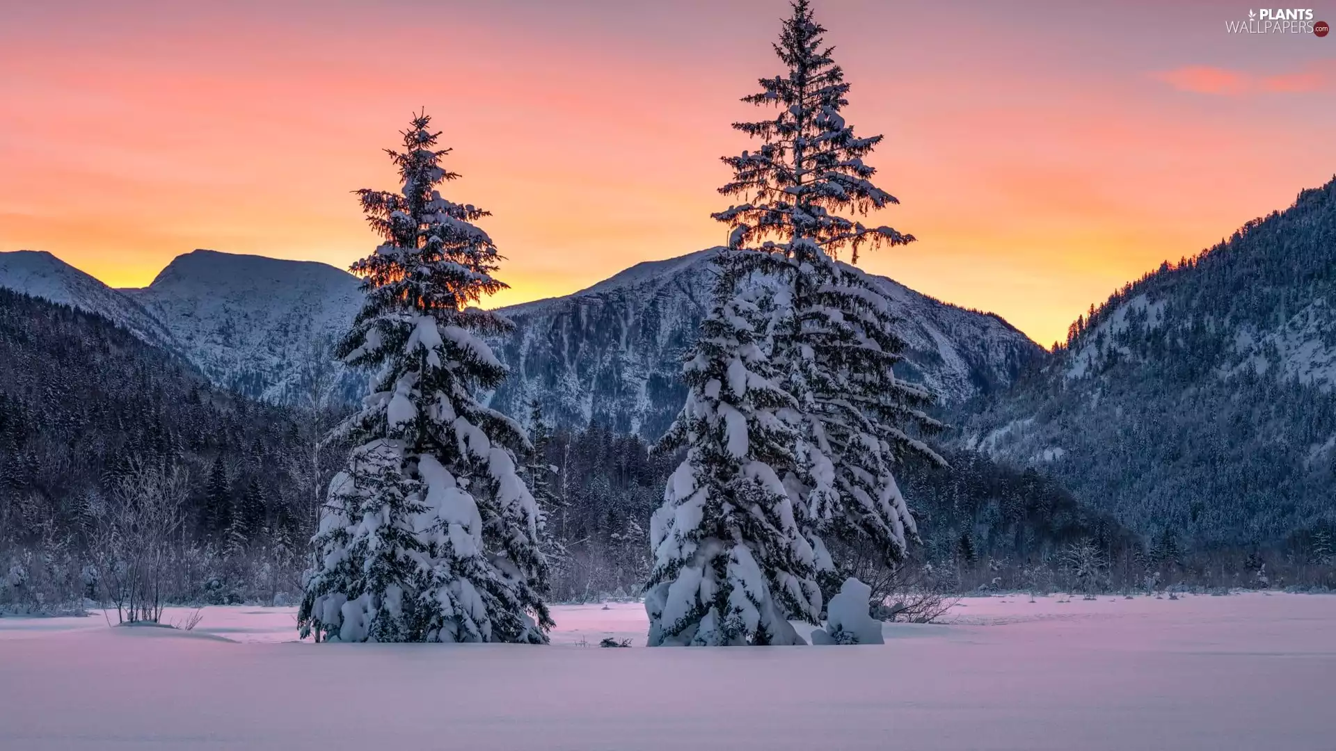 forest, Mountains, viewes, Great Sunsets, trees, winter