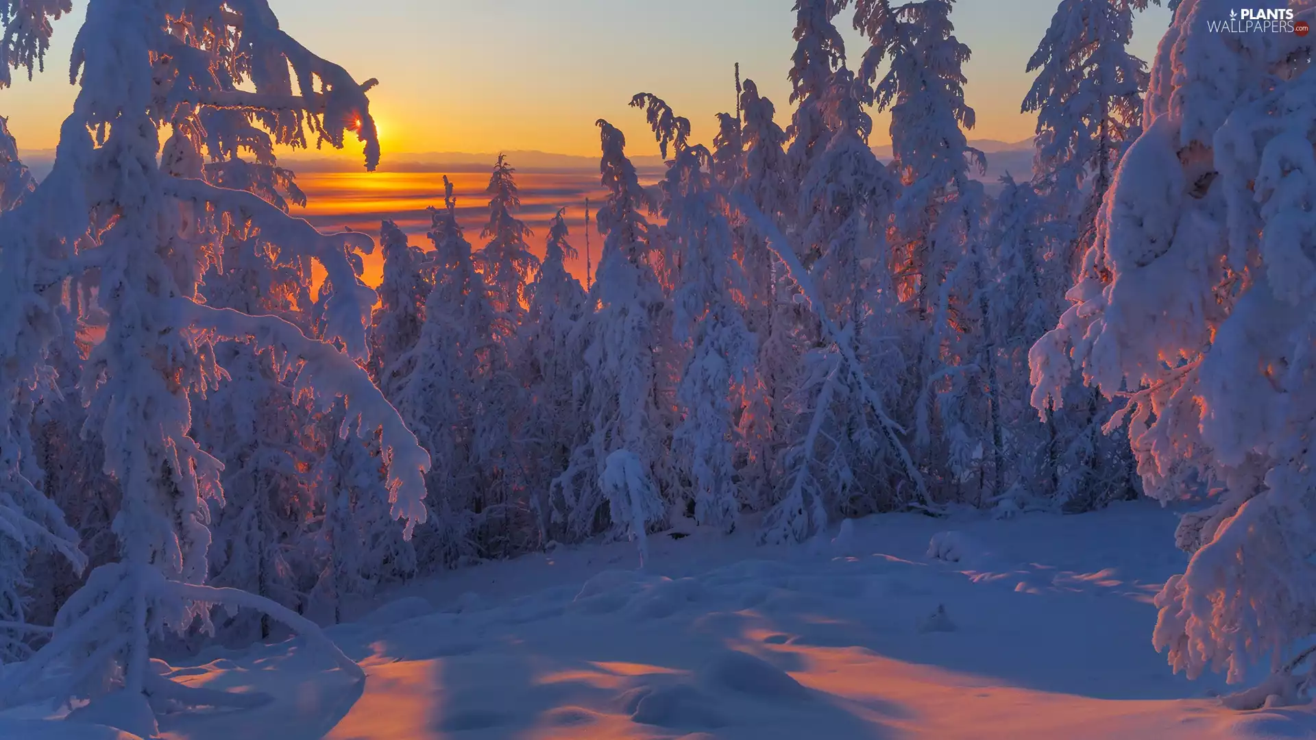 snowy, winter, viewes, Great Sunsets, trees, forest