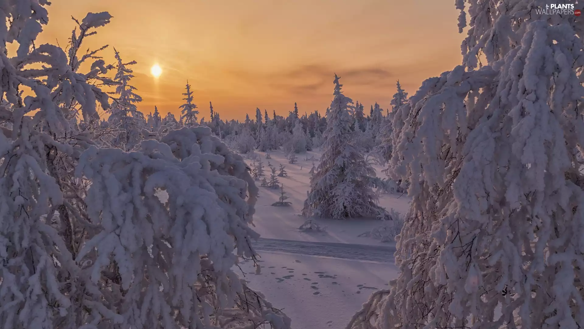 Snowy, winter, viewes, Great Sunsets, trees, forest