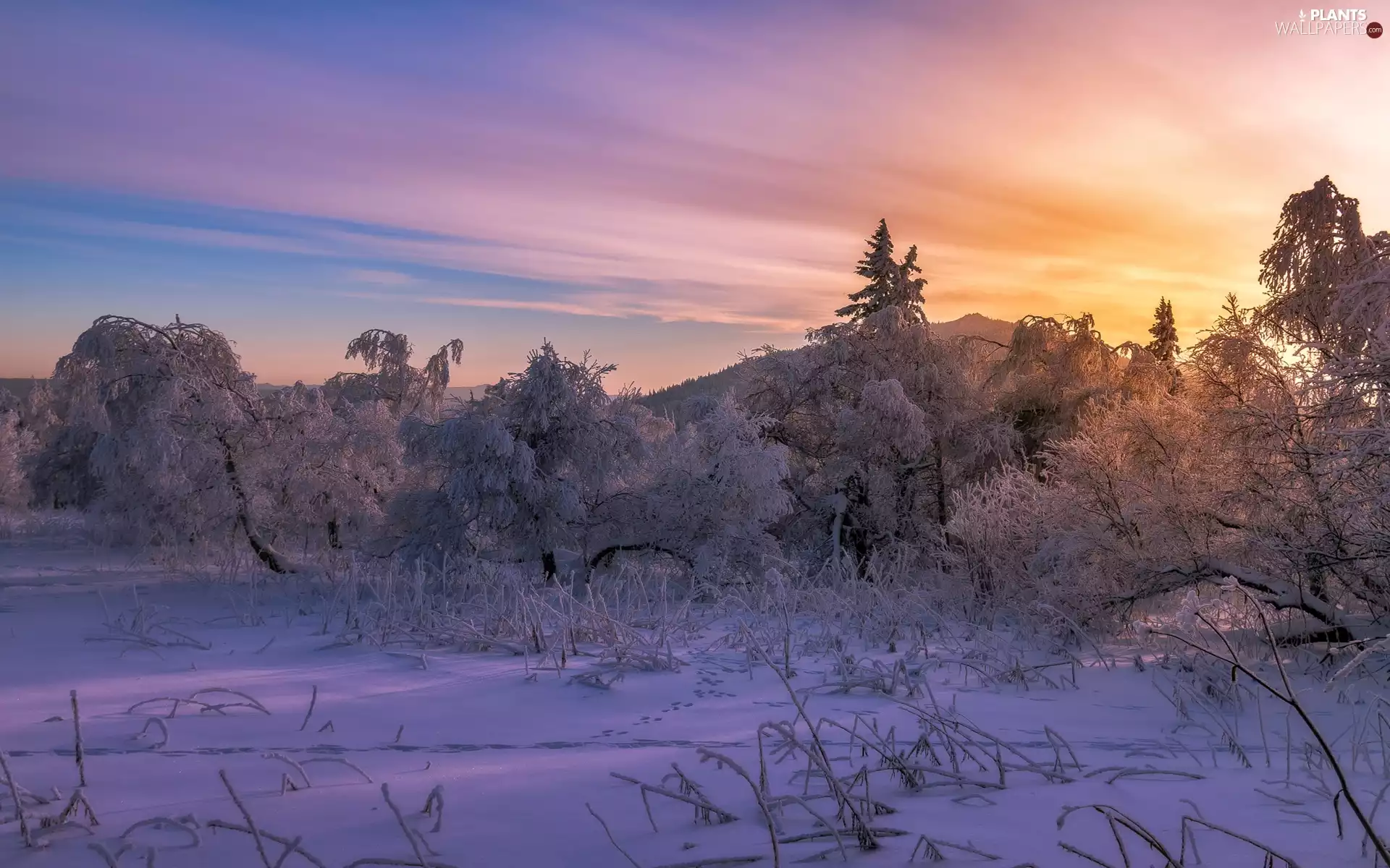 Snowy, winter, viewes, Great Sunsets, trees, Mountains