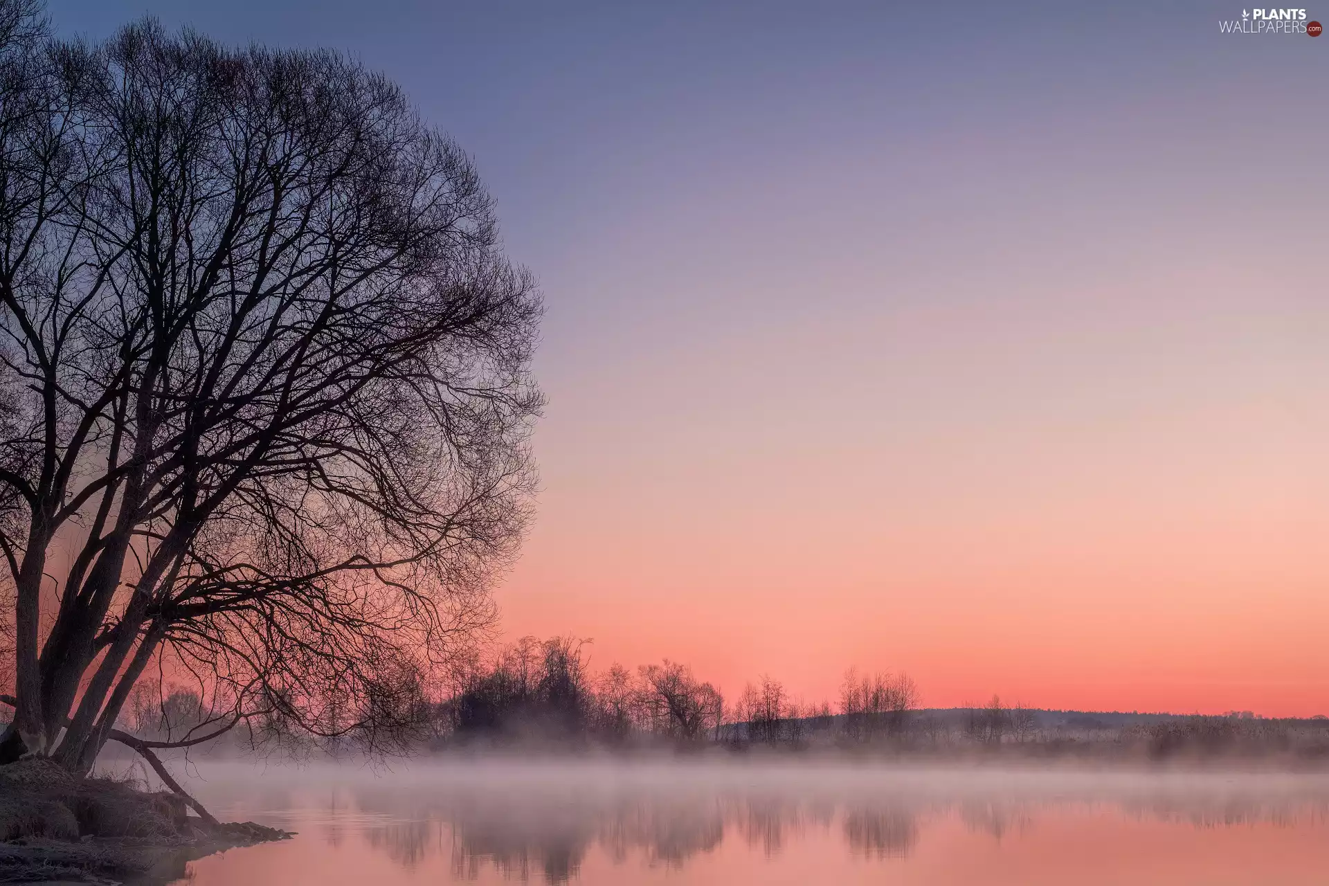 Fog, winter, viewes, Great Sunsets, trees, River