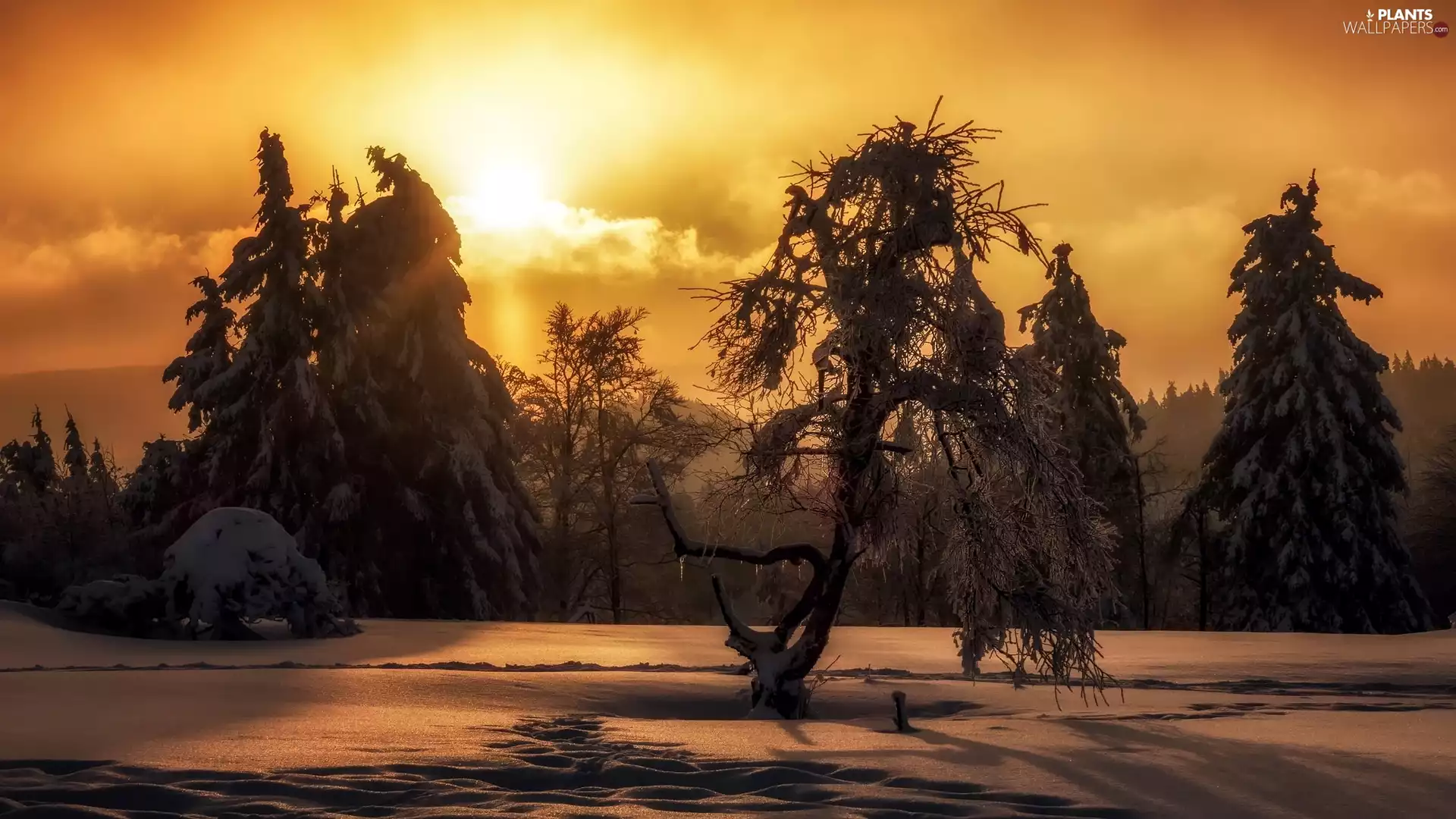 Snowy, winter, viewes, Great Sunsets, trees, snow