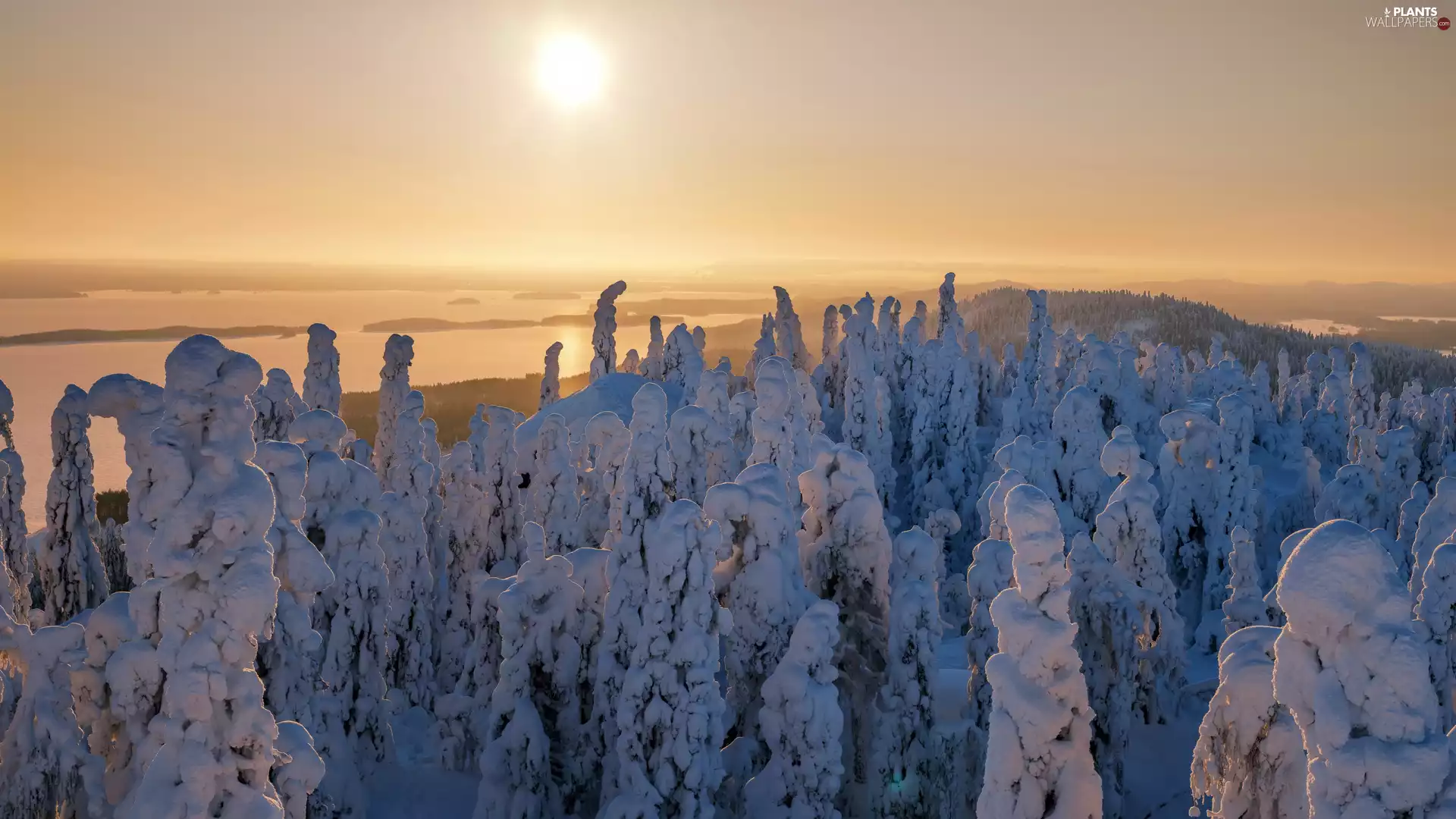 forest, winter, viewes, Great Sunsets, trees, snowy
