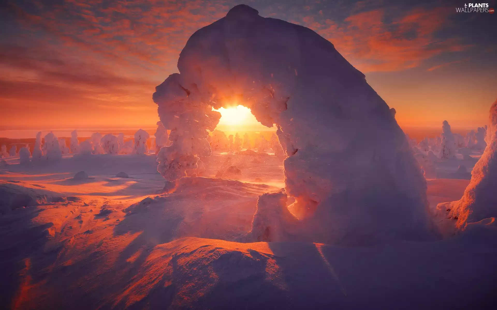 inclined, winter, viewes, Great Sunsets, trees, Snowy