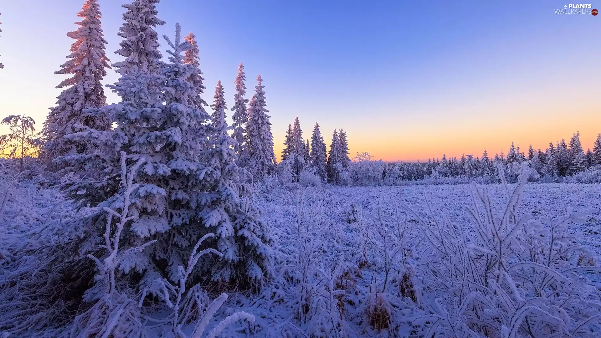 Great Sunsets, snow, trees, White frost, winter, Plants, viewes