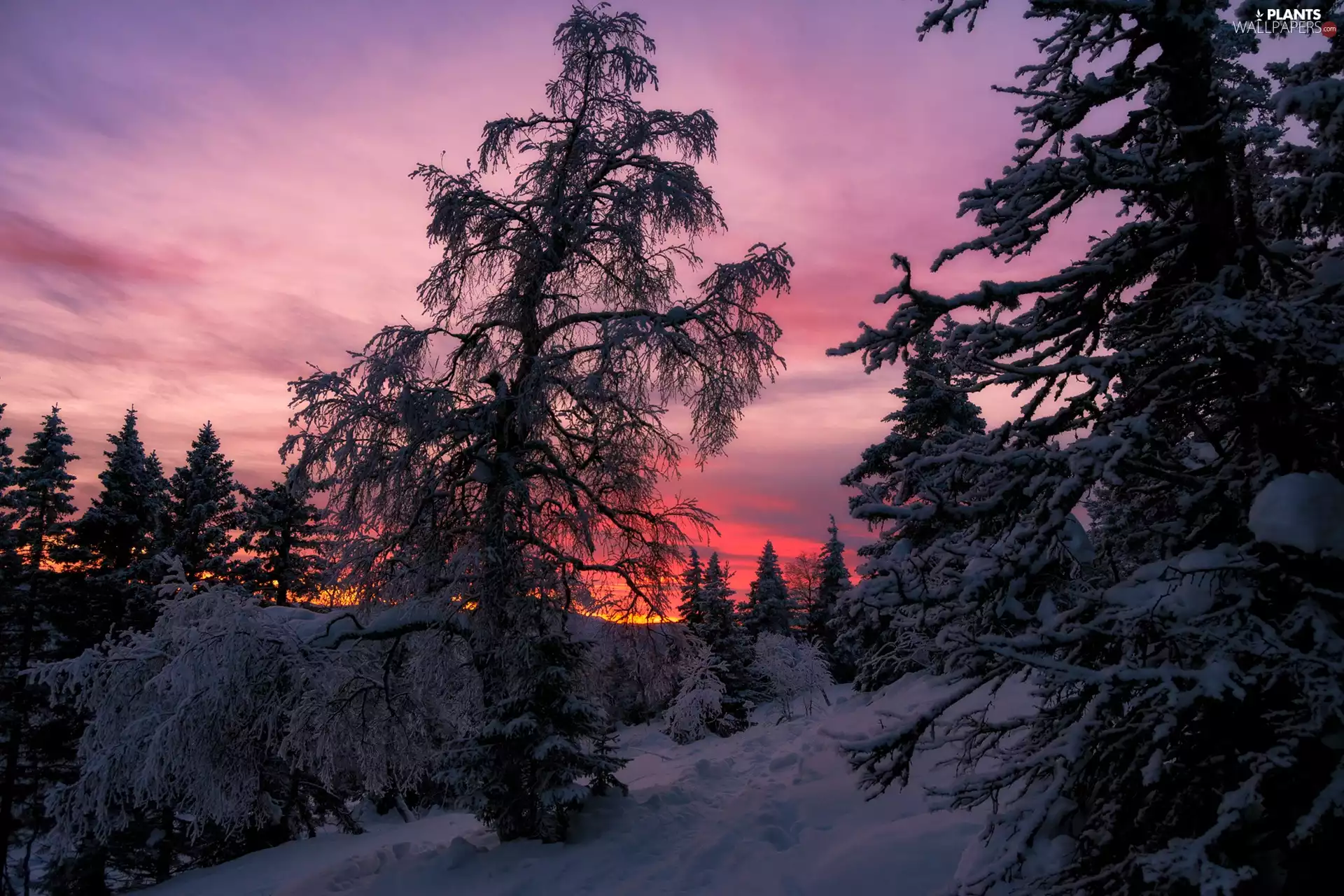 trees, Hill, winter, Great Sunsets, viewes, forest