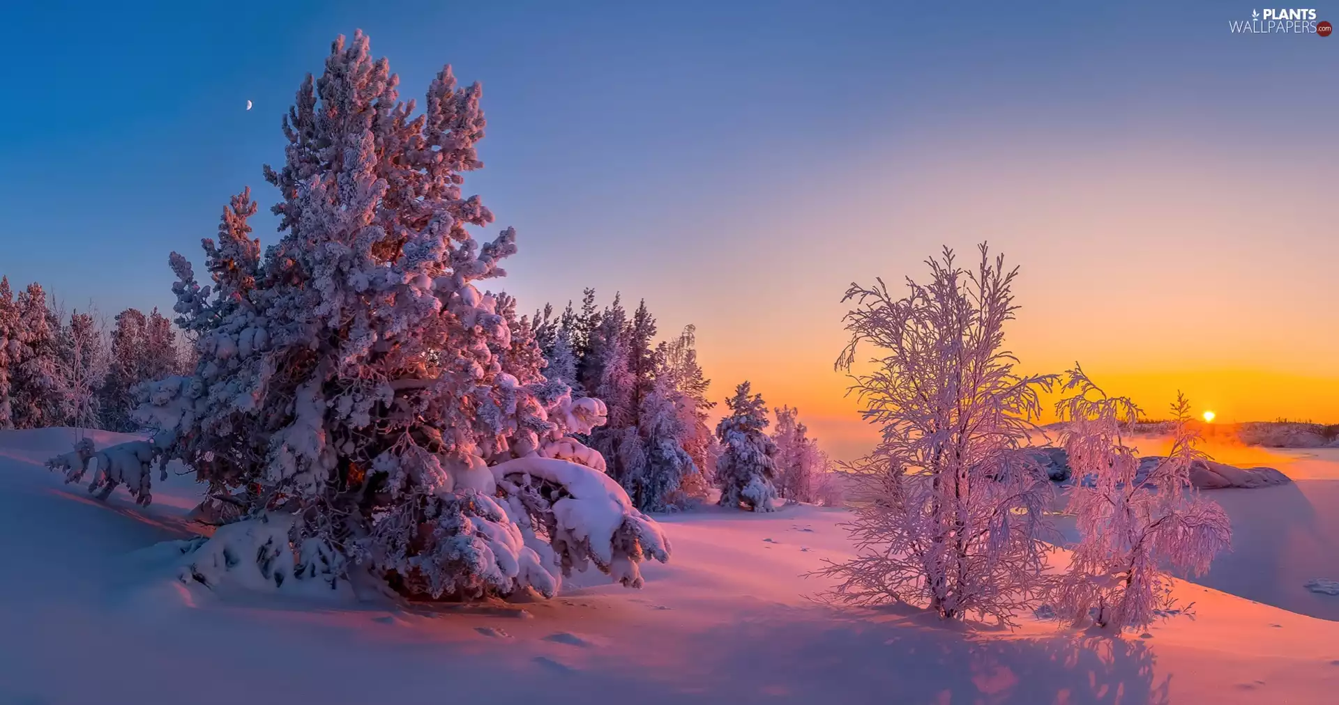 trees, viewes, snow, Great Sunsets, winter