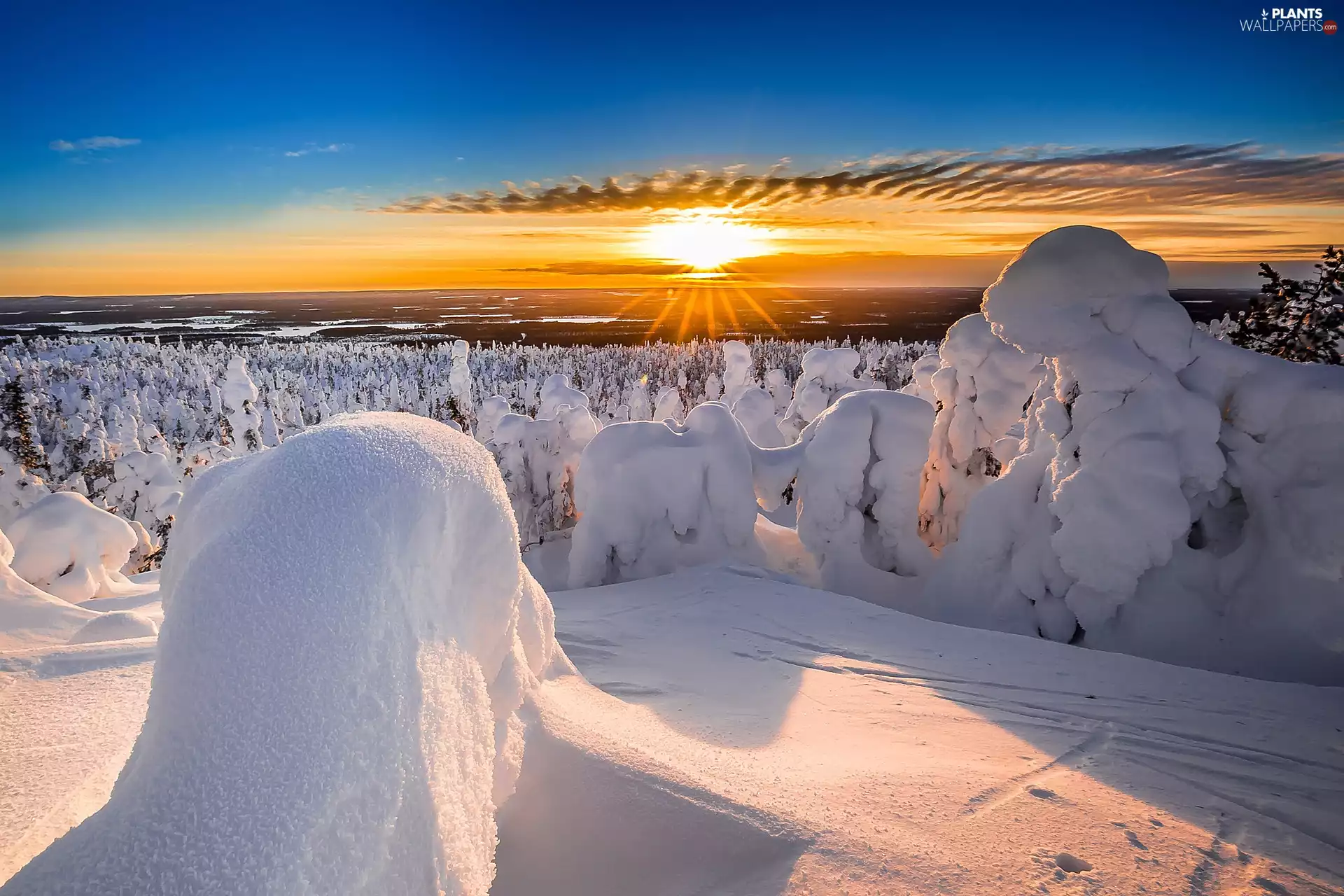 trees, viewes, snow, Great Sunsets, winter