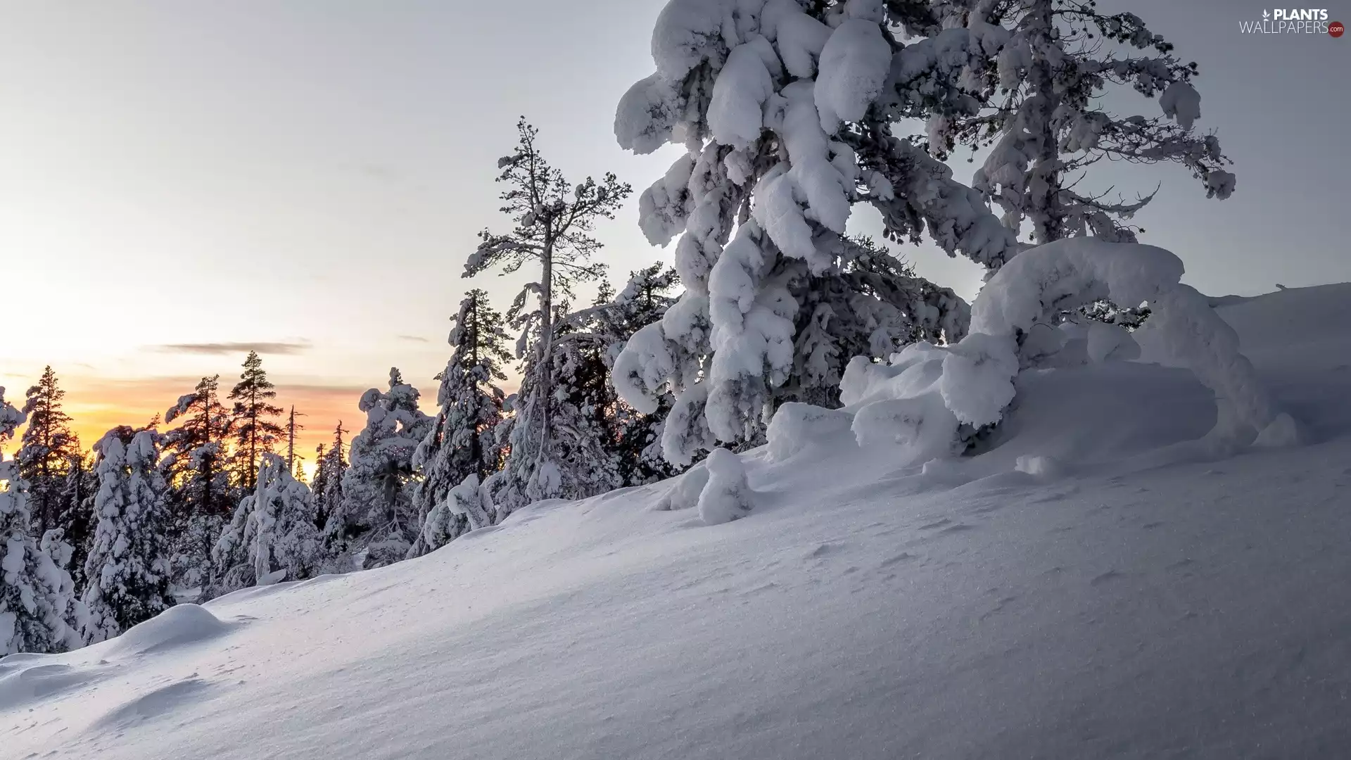 viewes, Snowy, winter, Great Sunsets, snow, trees