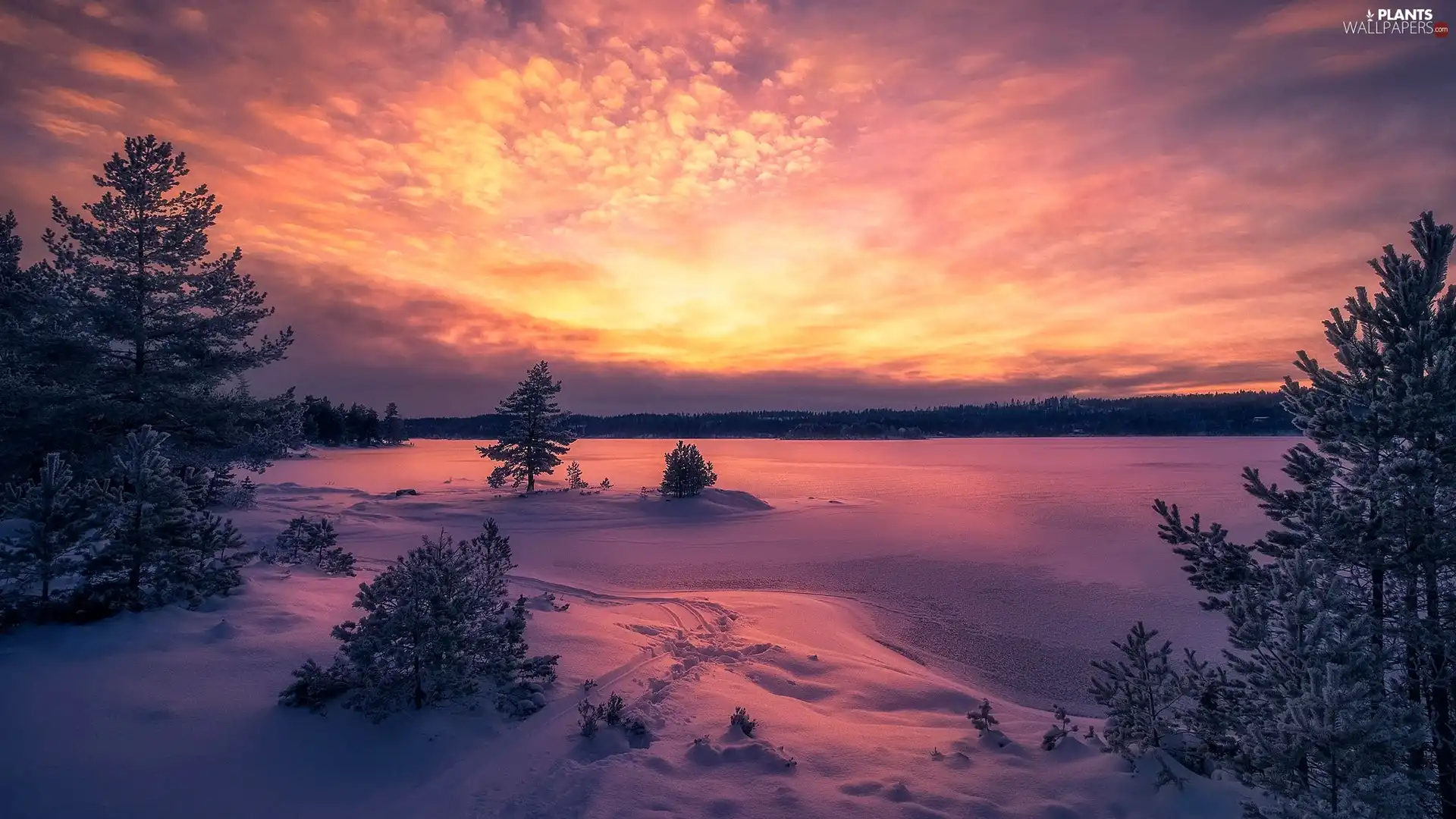 winter, viewes, Great Sunsets, trees