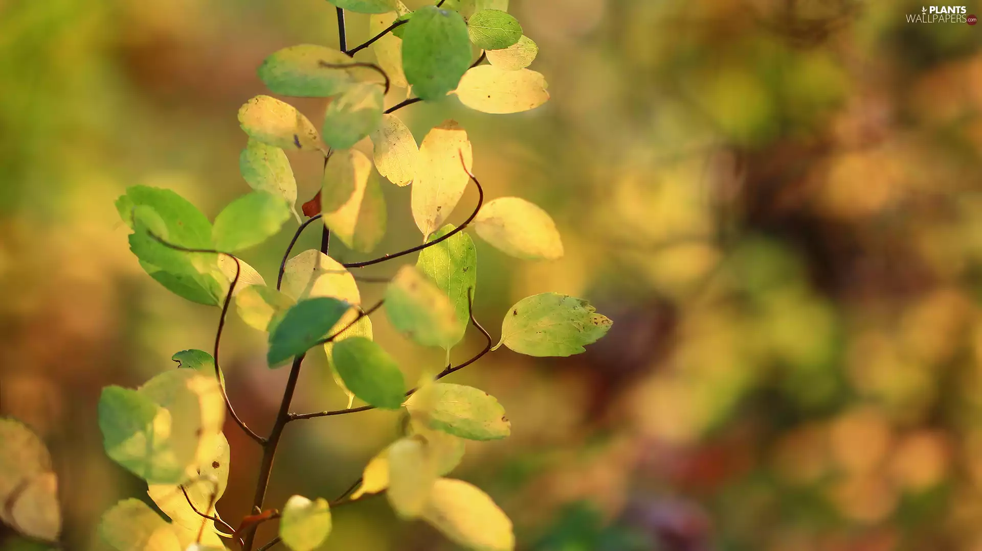 Leaf, Twigs, Yellow, green ones, Autumn