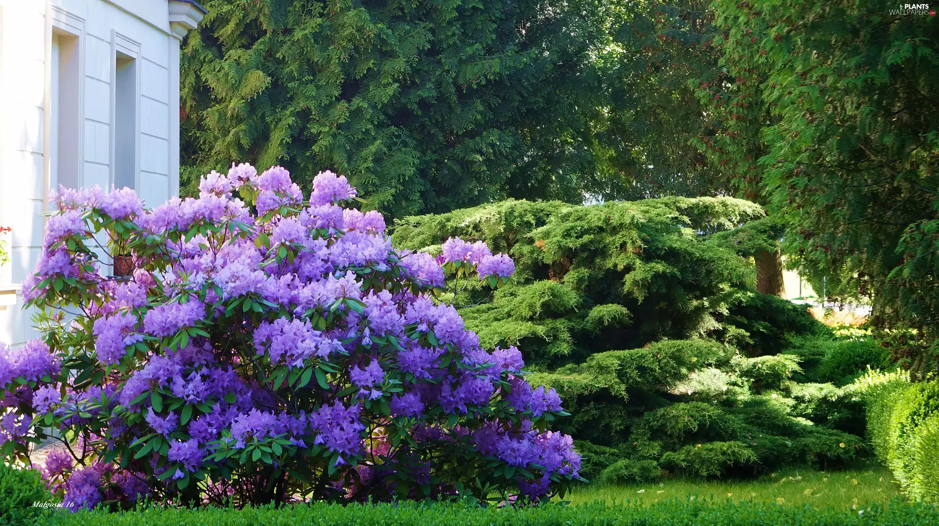 Flowers, green, Bush, rhododendron, Garden