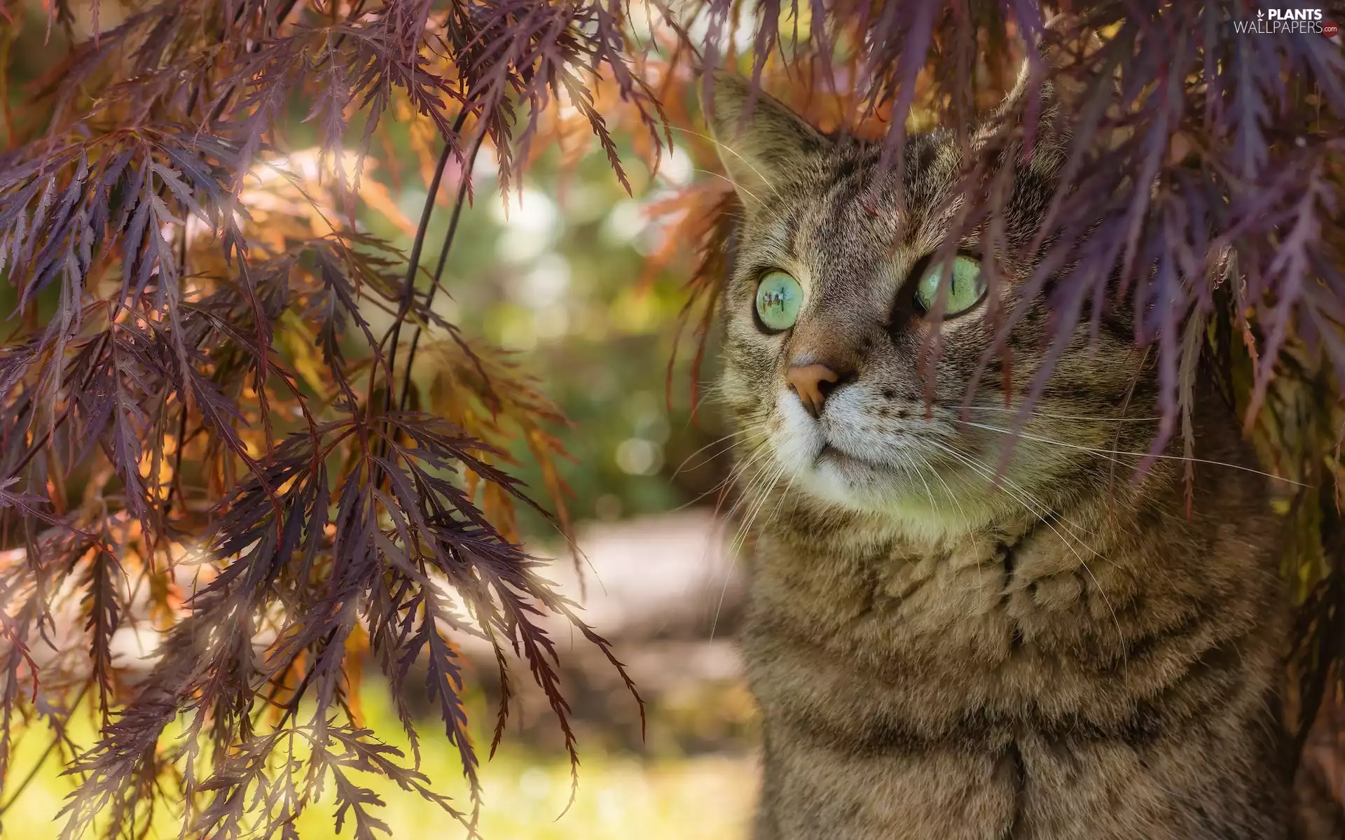 Plants, Leaf, dun, Green-eyed, cat