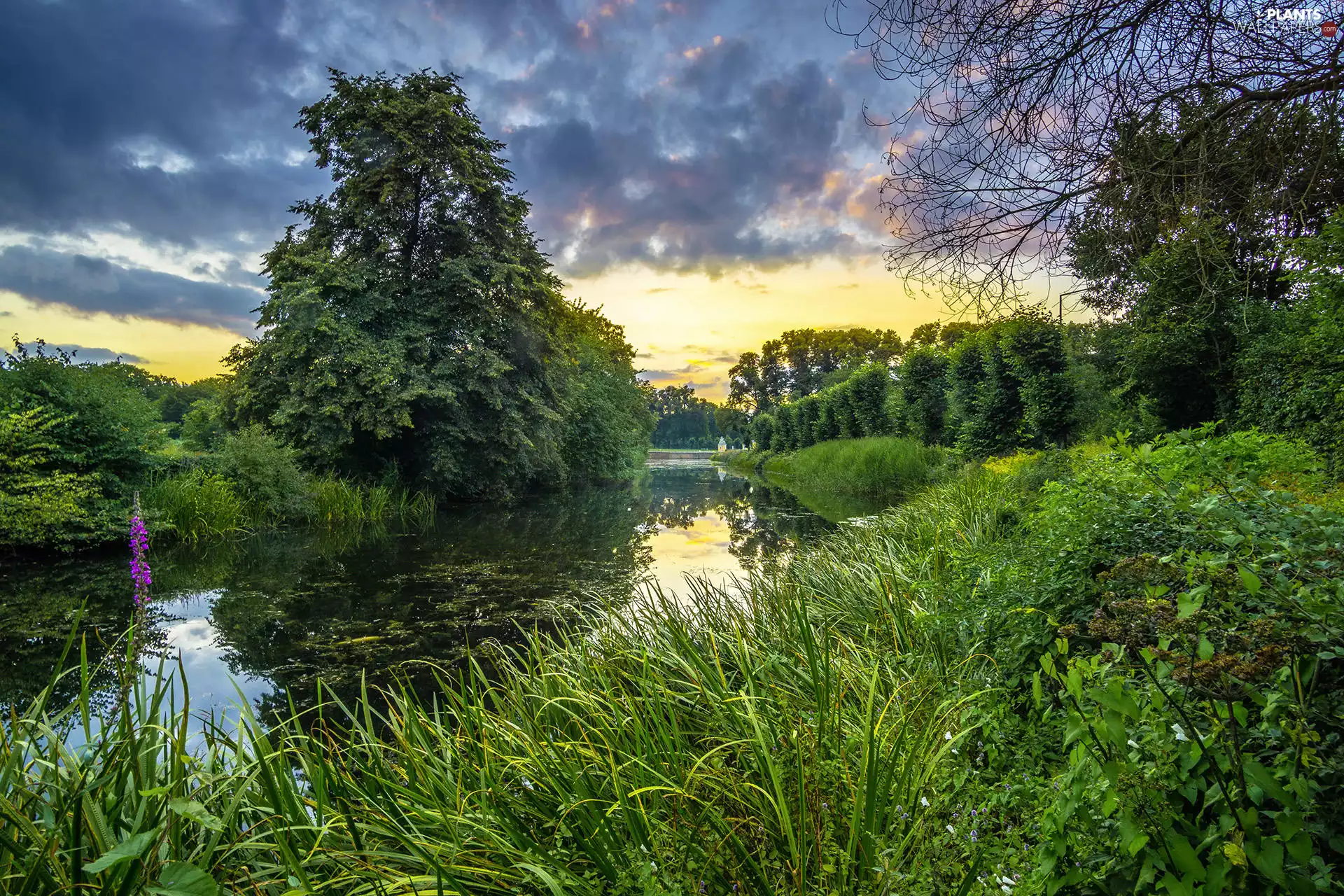 green, trees, Great Sunsets, viewes, clouds, grass, River, Colourfull Flowers