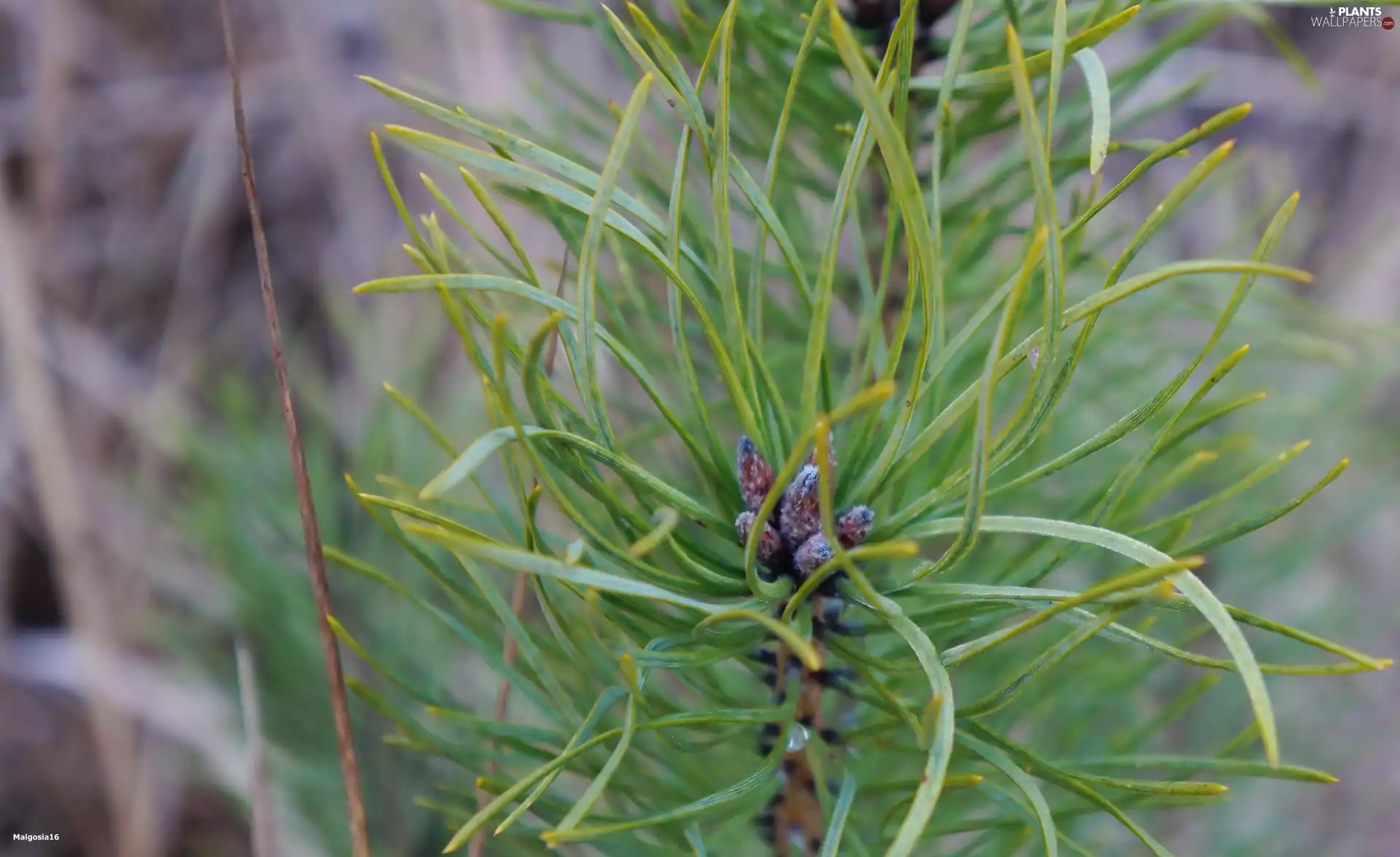conifer, twig, Buds, Green