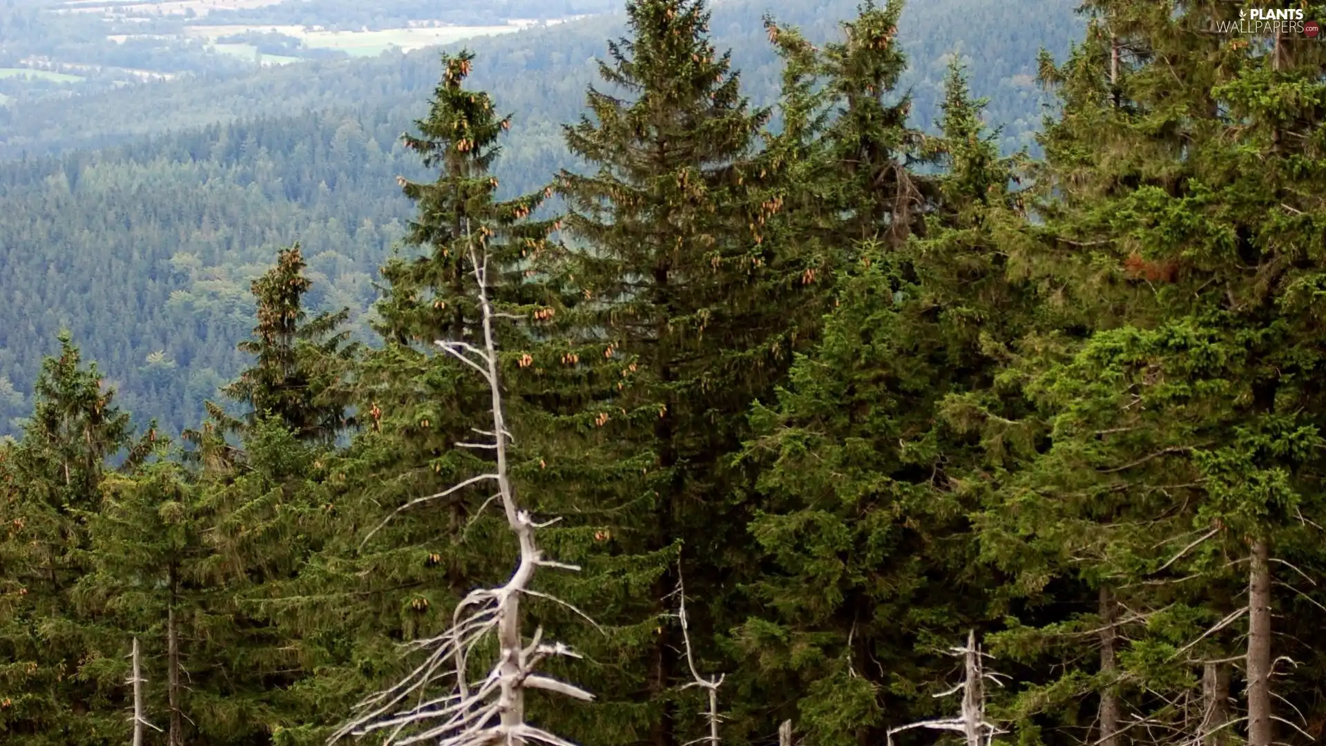 Conifers, high, green ones