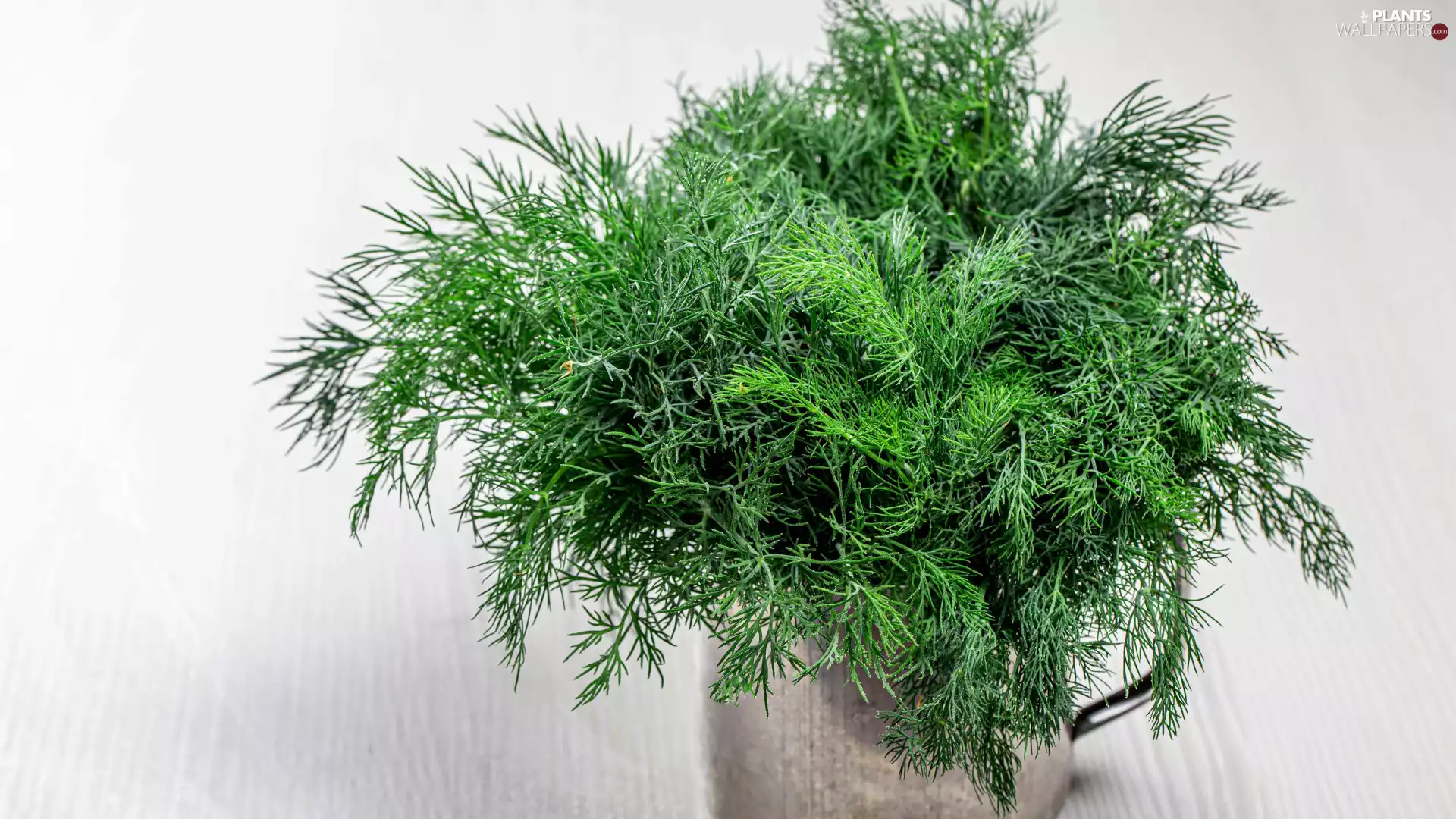 dill, Dill, Cup, Green