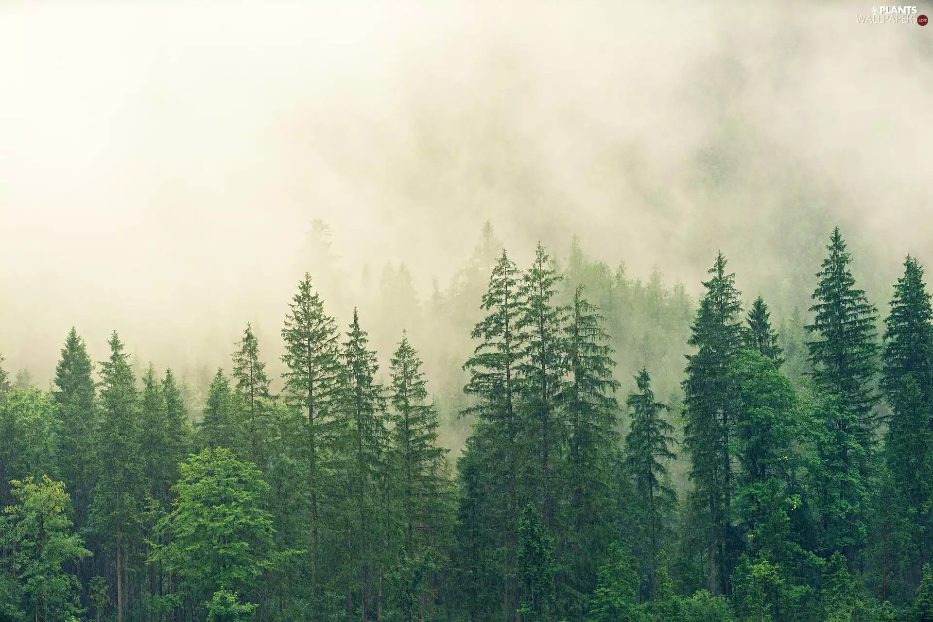 trees, viewes, forest, green ones, Fog