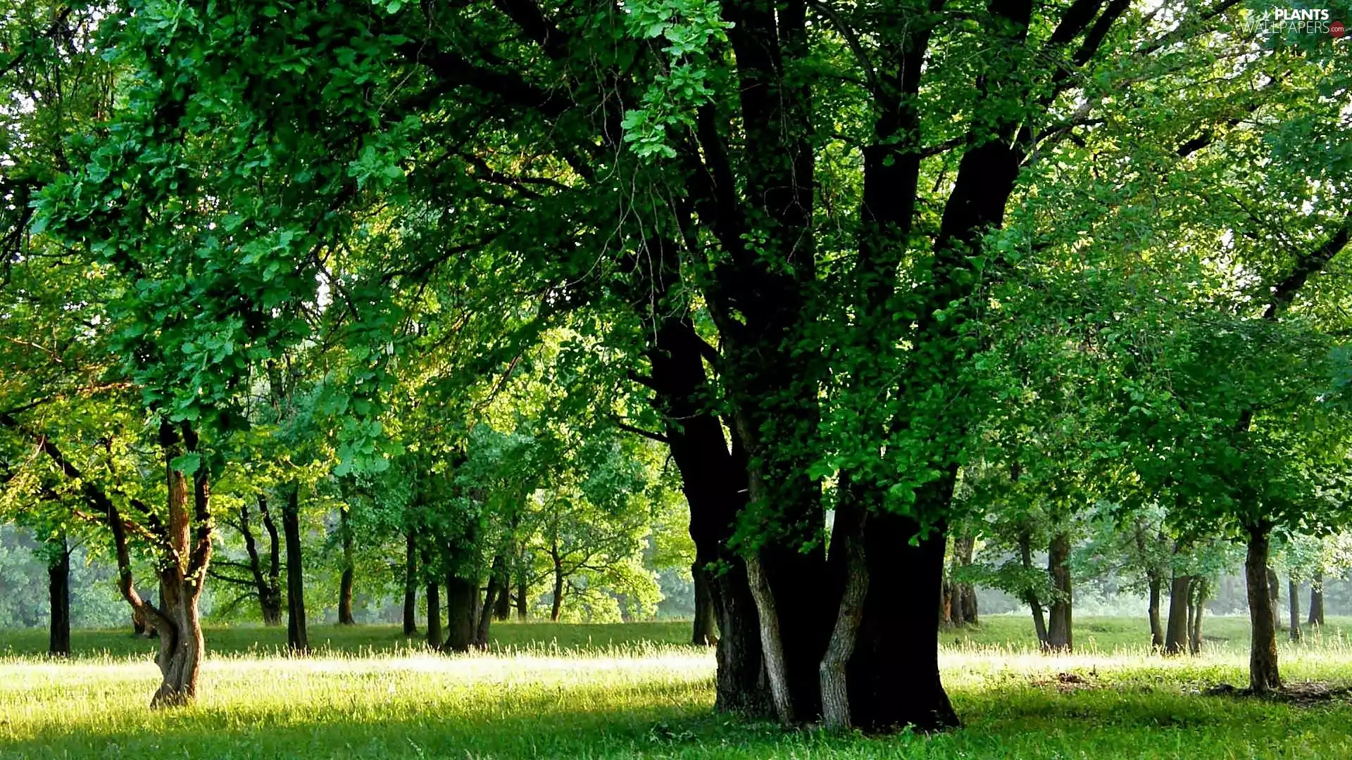 trees, viewes, forest, car in the meadow, Green