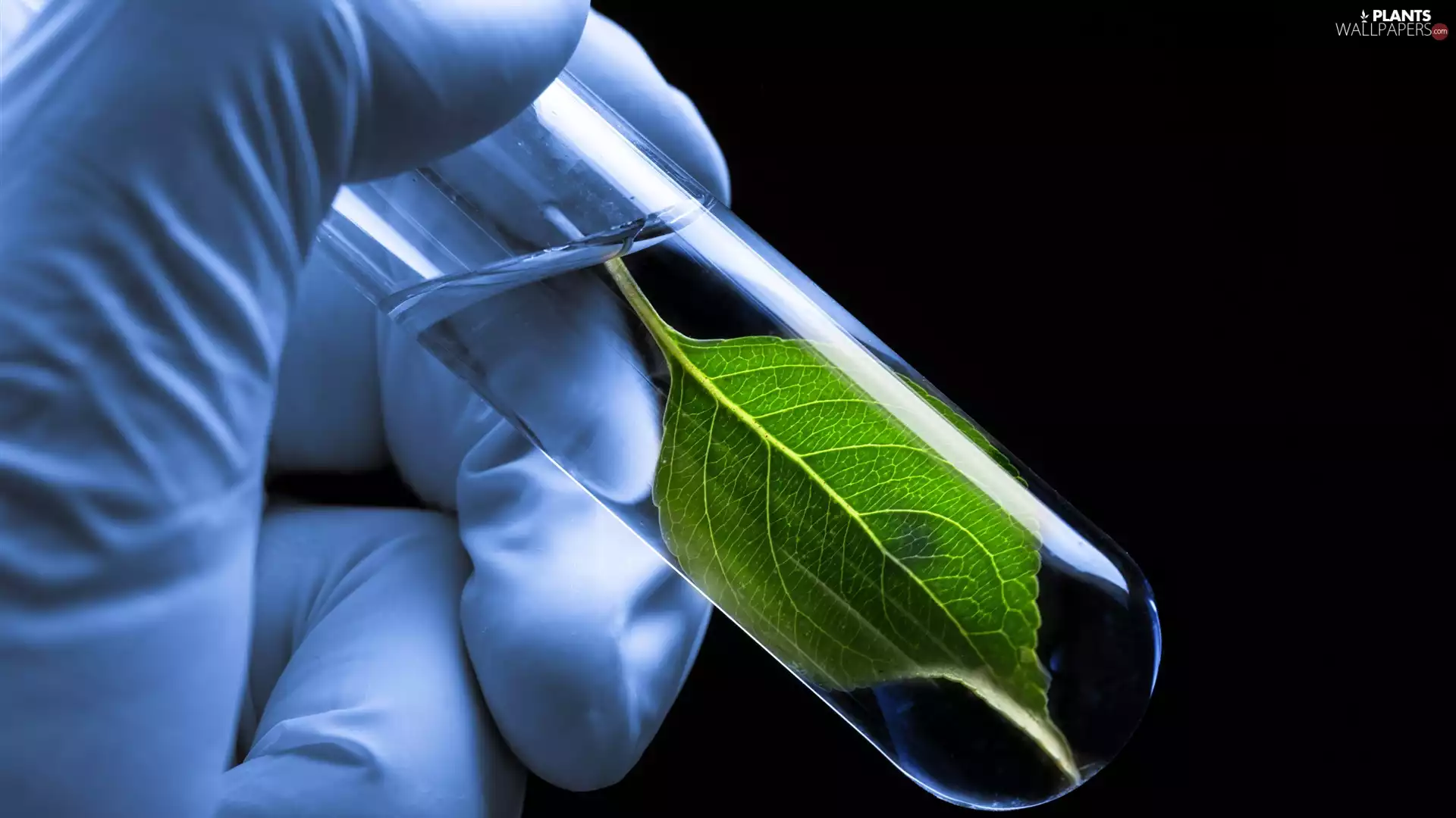 Test-tube, hand, Green, leaf, water, Handglove