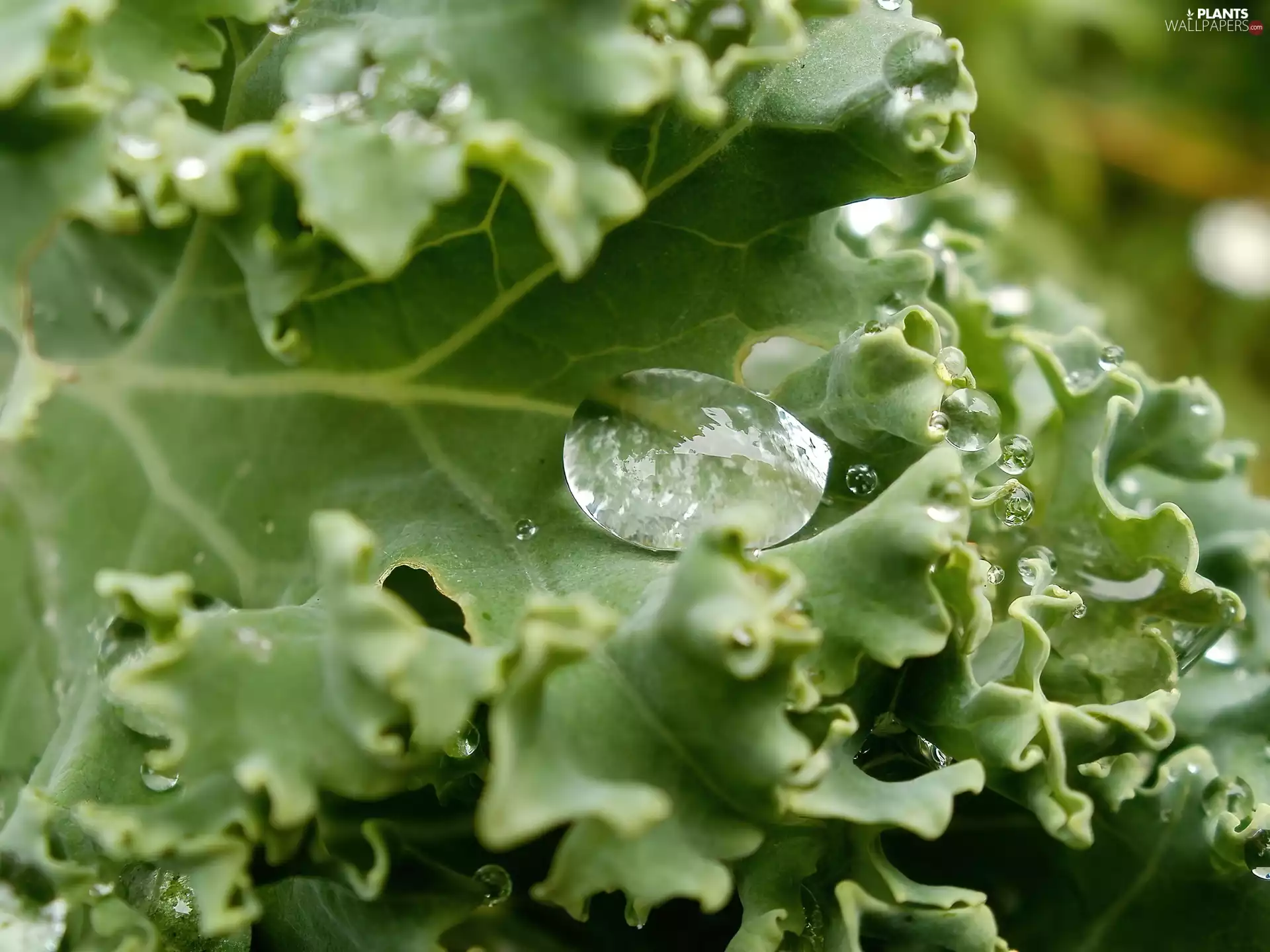 kale, drop, rain, Green