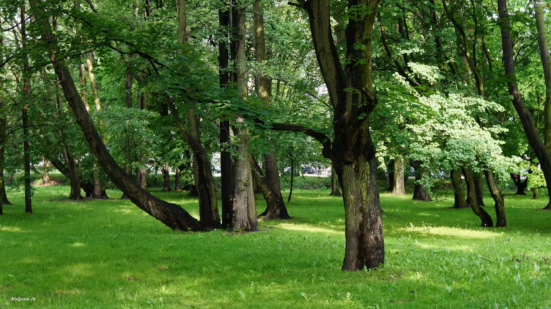 trees, Gdańsk, Lawn, Park Jelitkowski, Poland, viewes, green