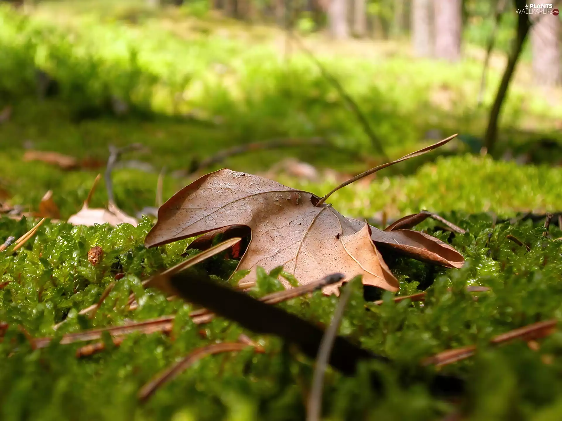 fleece, Moss, forest, green ones, leaf