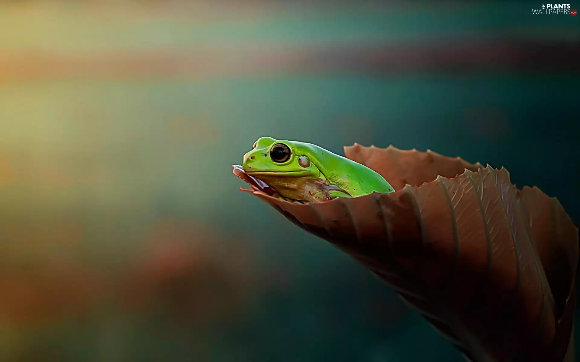 Green Frog, leaf