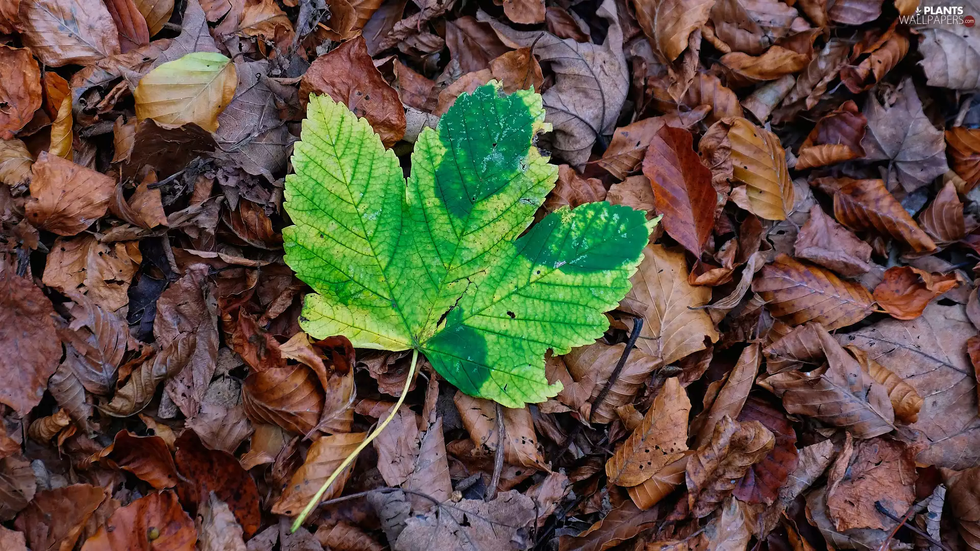 Leaf, leaf, maple, Green