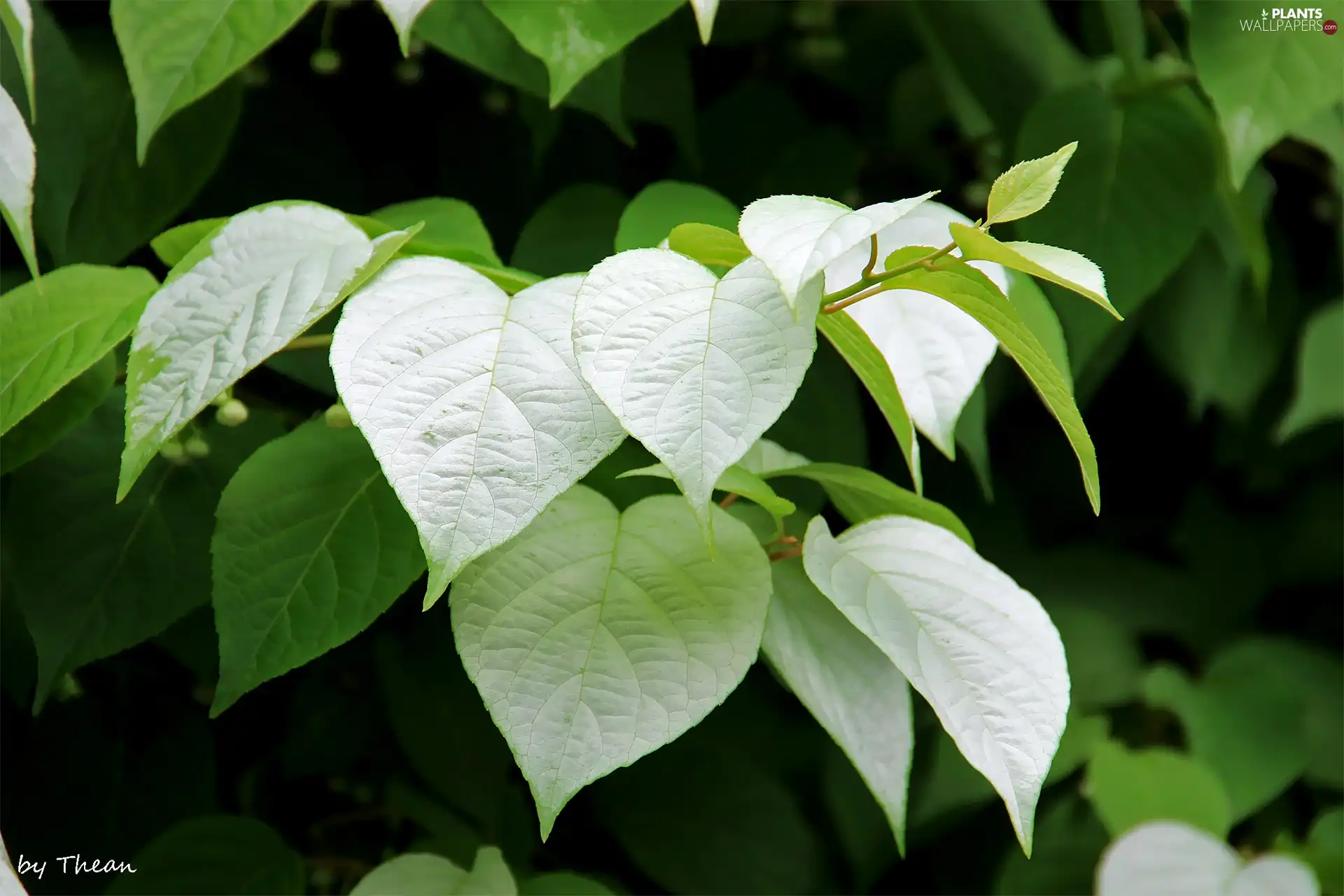 green ones, Leaf