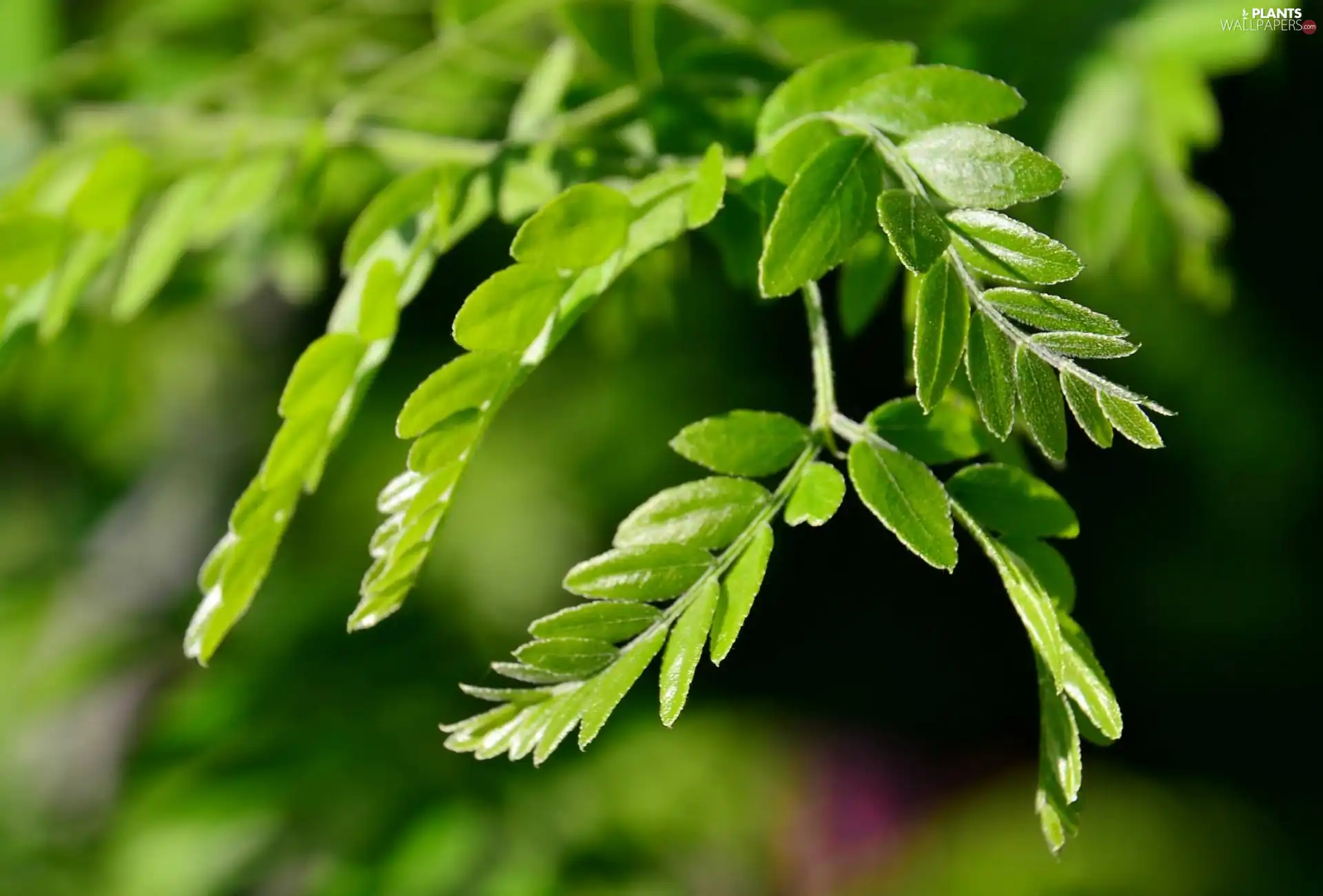 green ones, Leaf