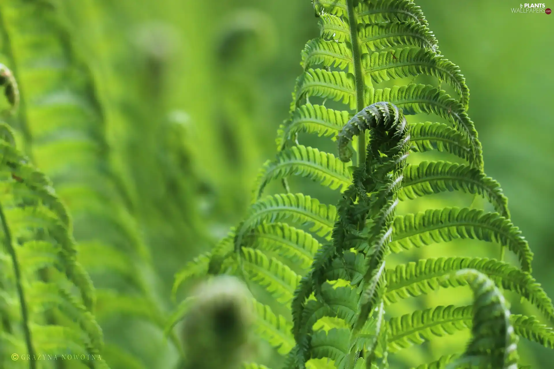 Leaf, fern, green ones