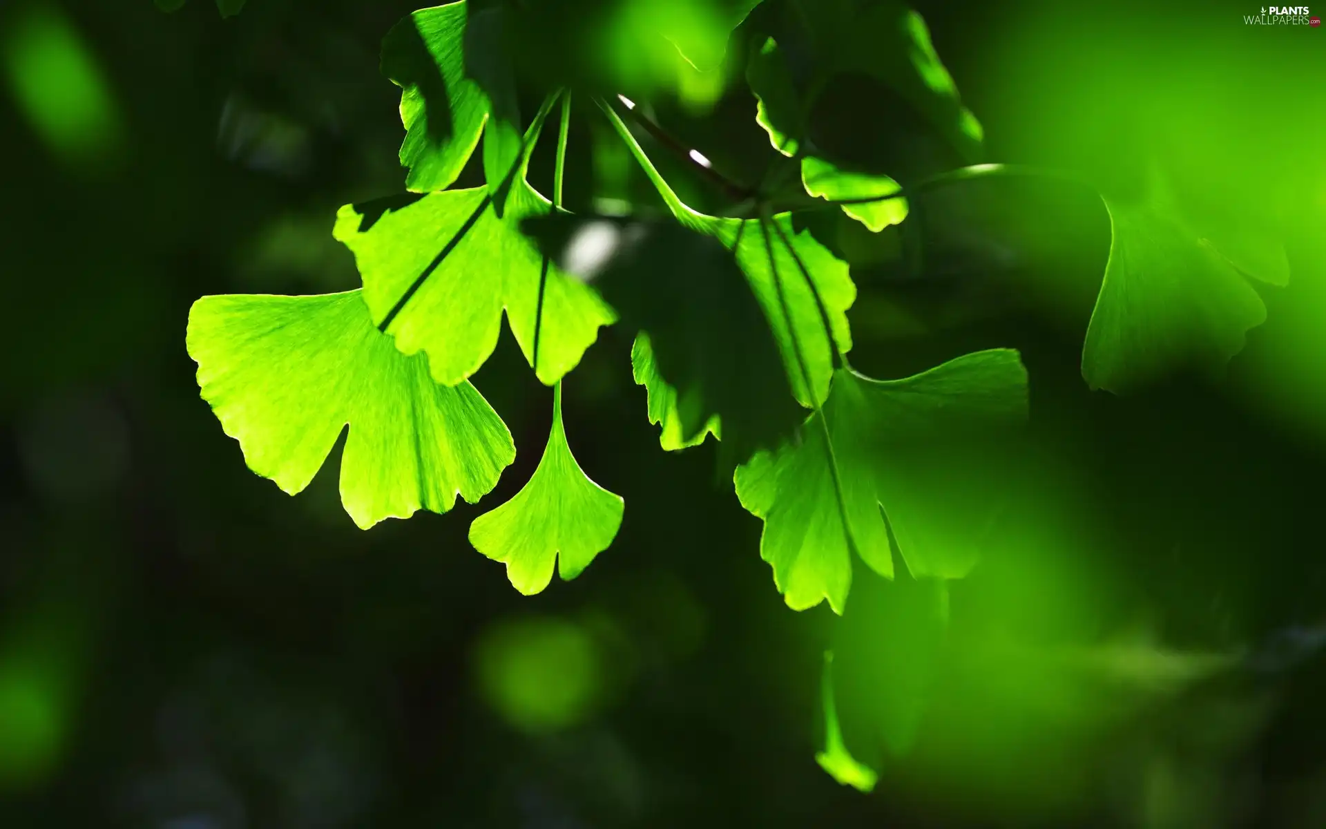 Leaf, Ginkgo, green ones