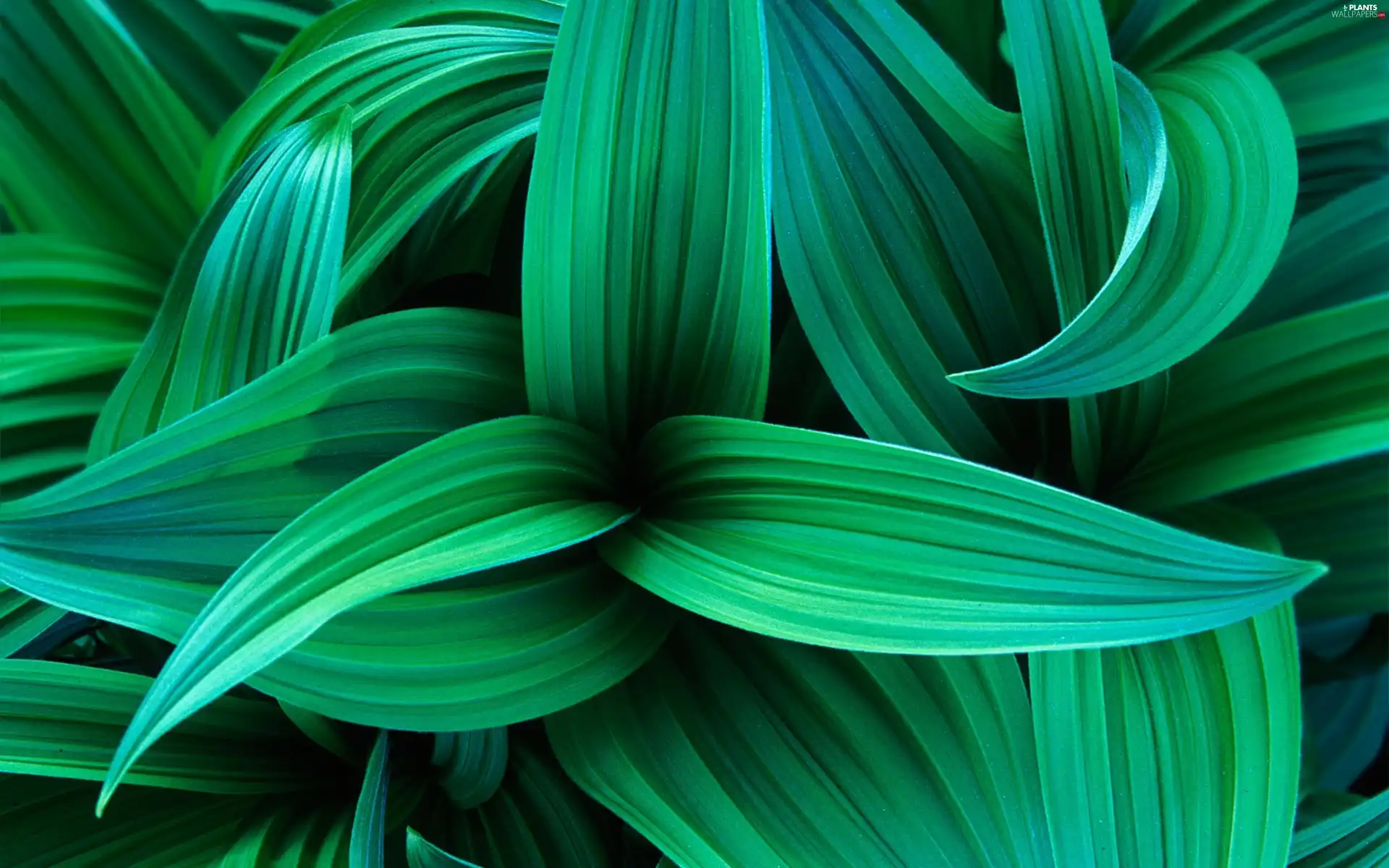 Leaf, plant, green ones