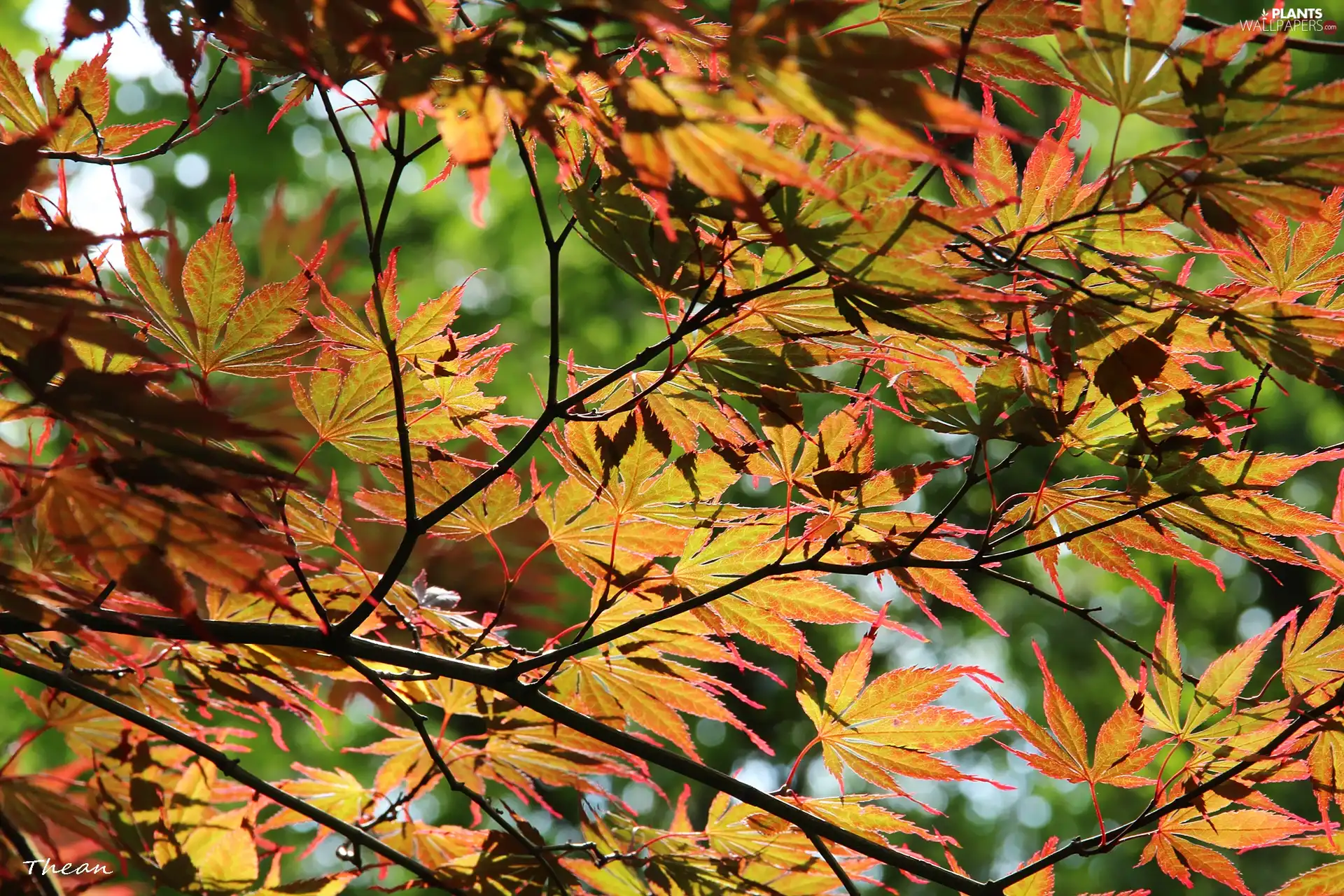 Leaf, red, green ones