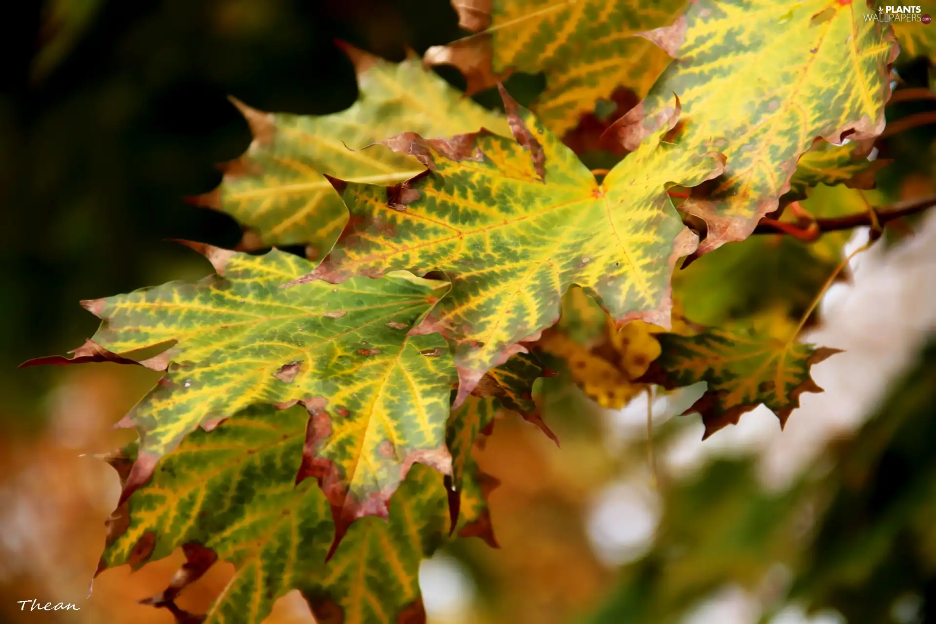 Leaf, yellow, green ones