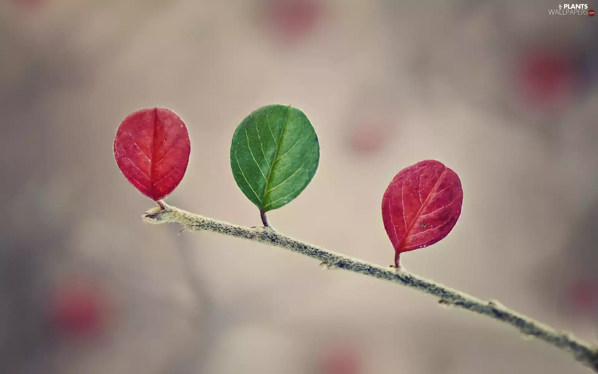 Leaf, Red, twig, Green