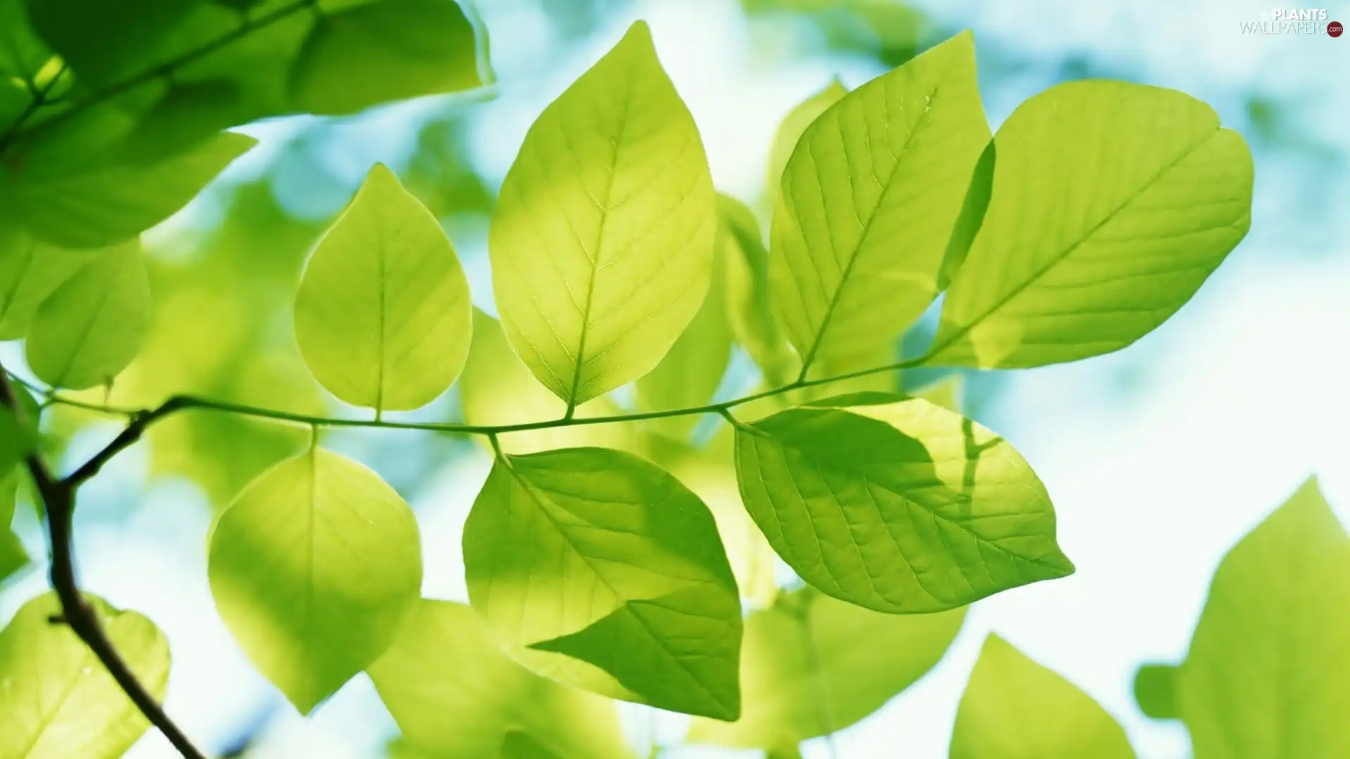 green ones, leaves