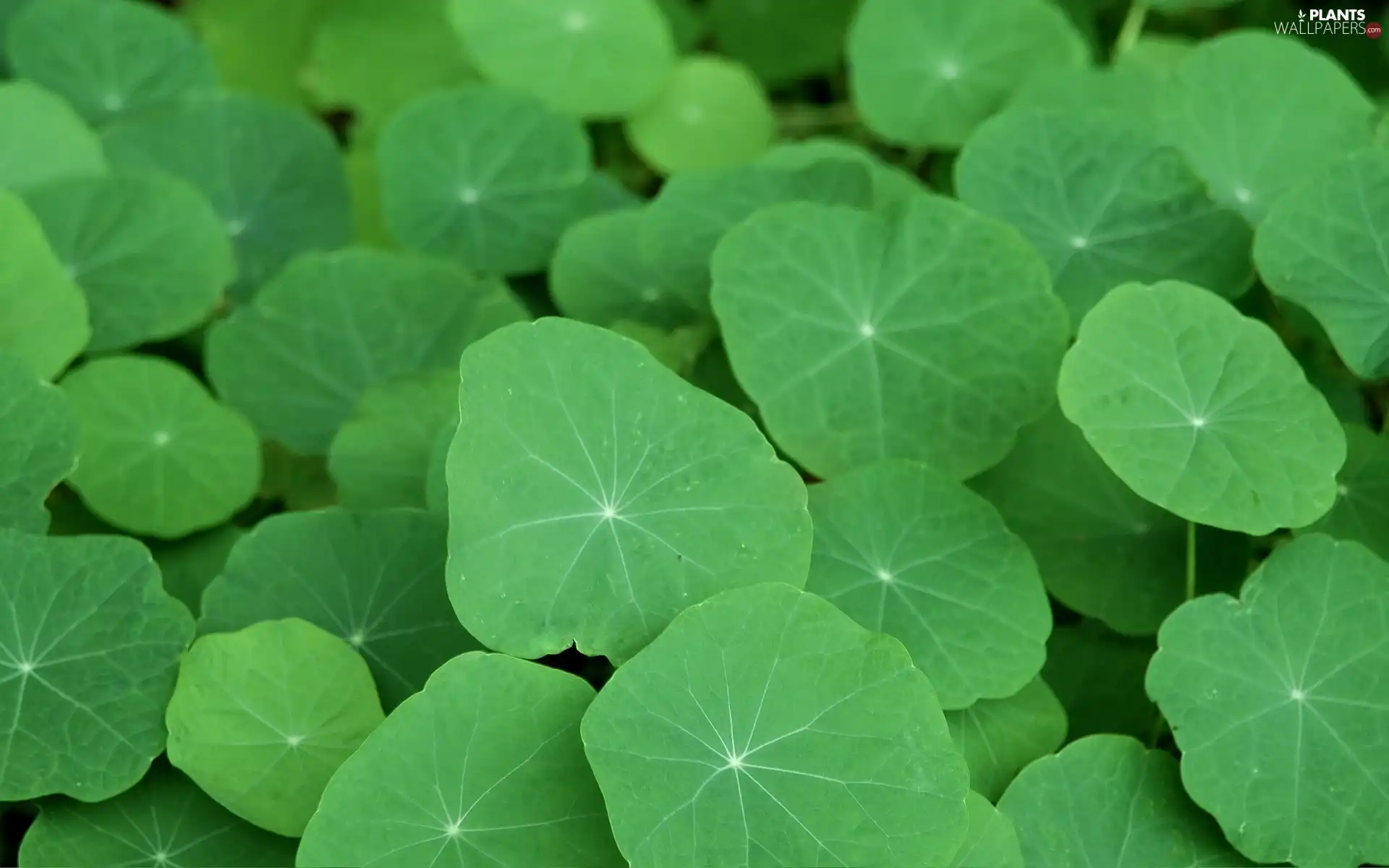 green ones, leaves