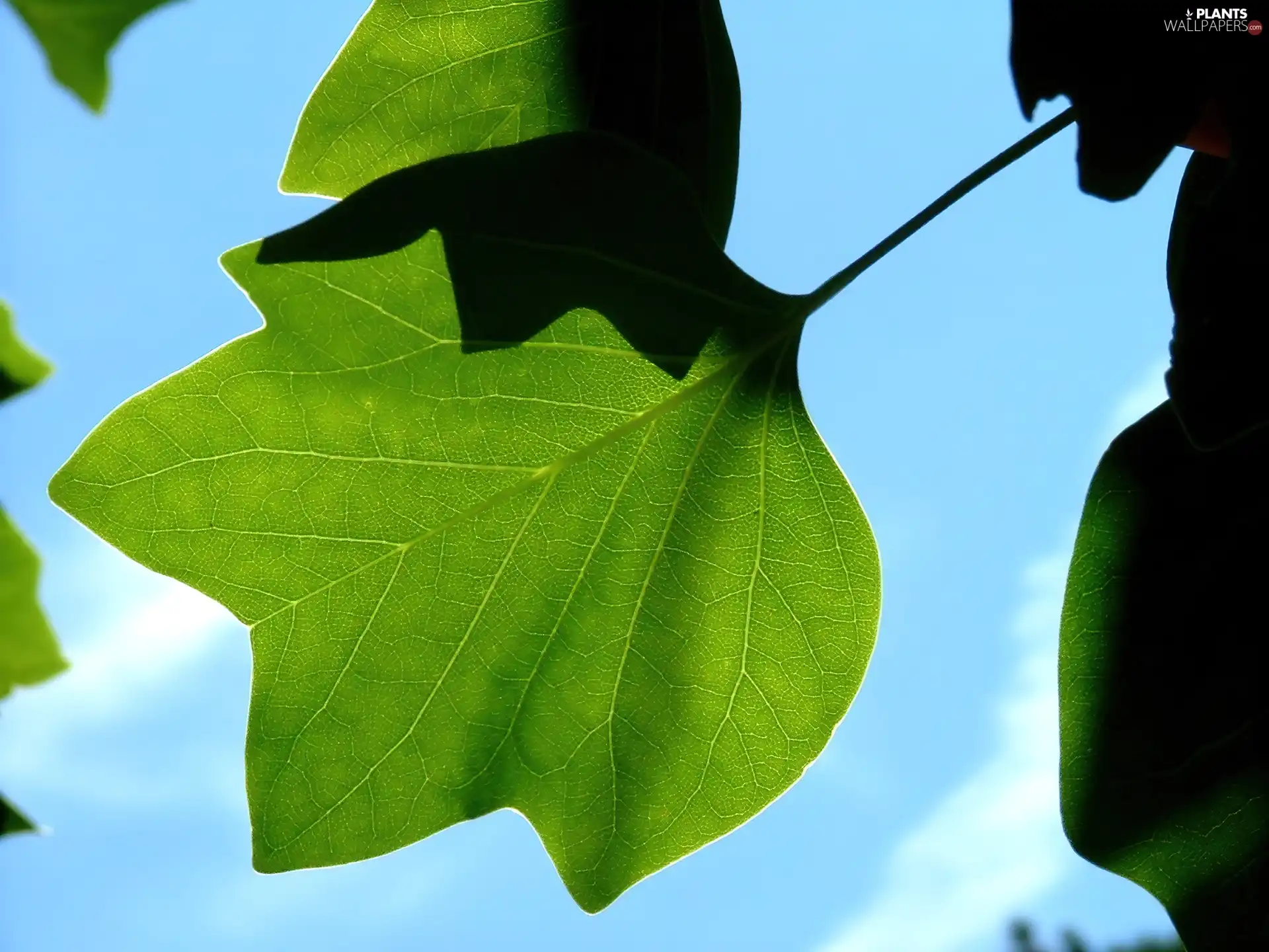 leaves, Sky, green ones