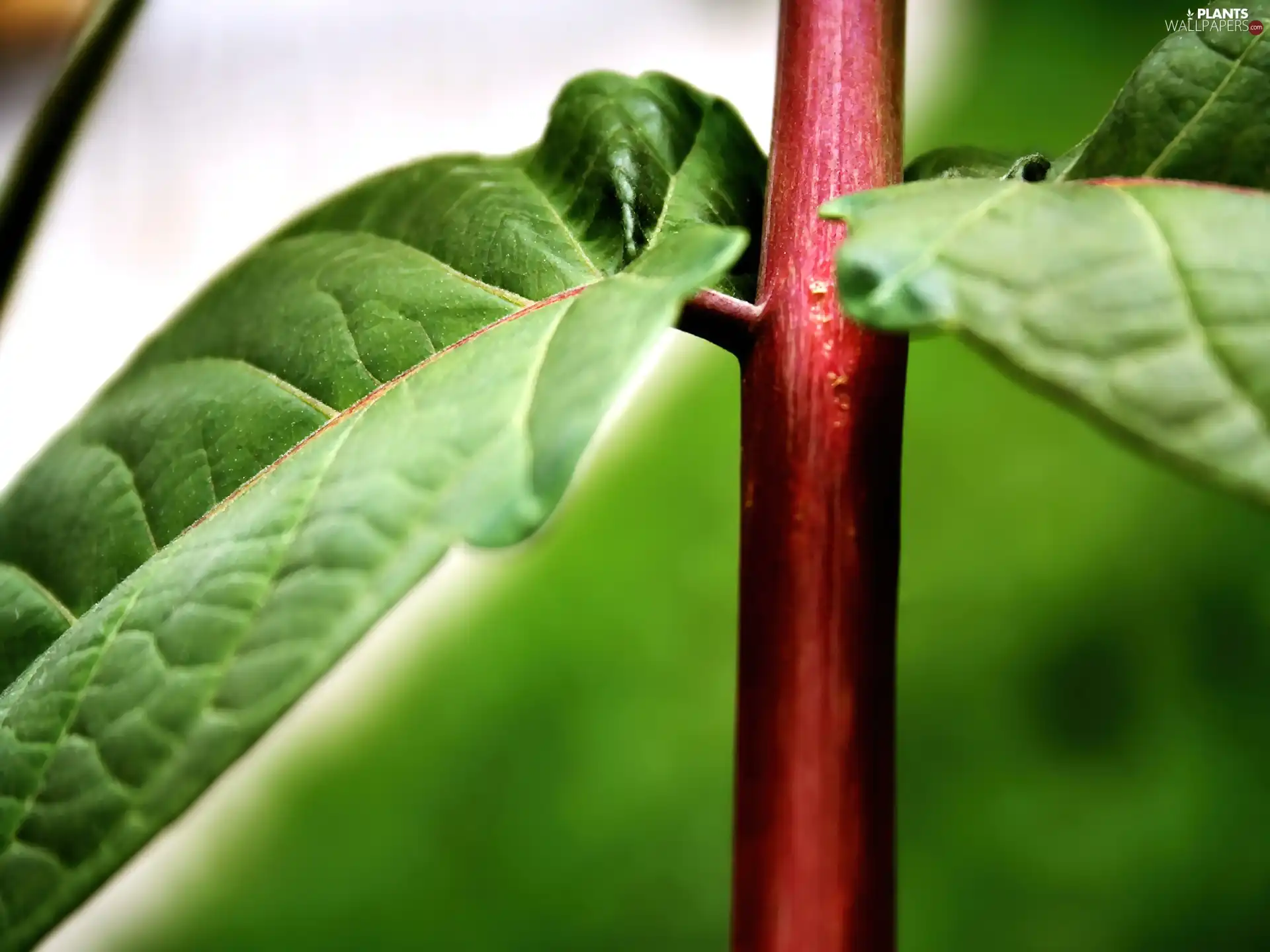 leaves, stalk, green ones