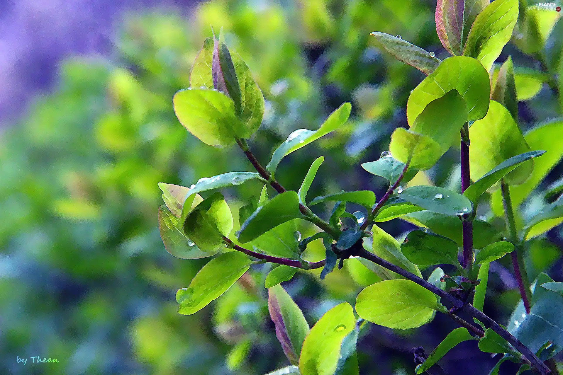 leaves, young, green ones