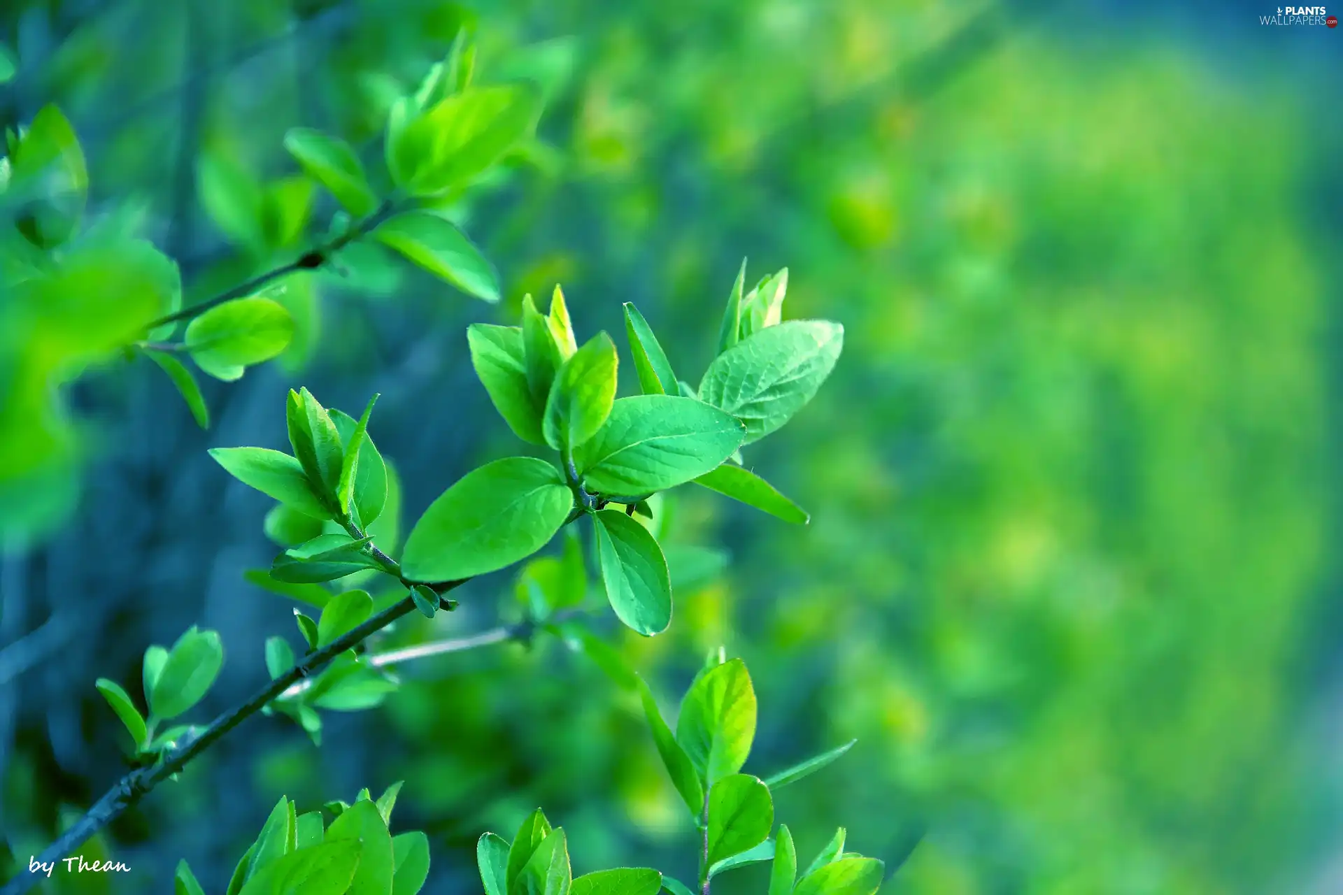 green, young, leaves