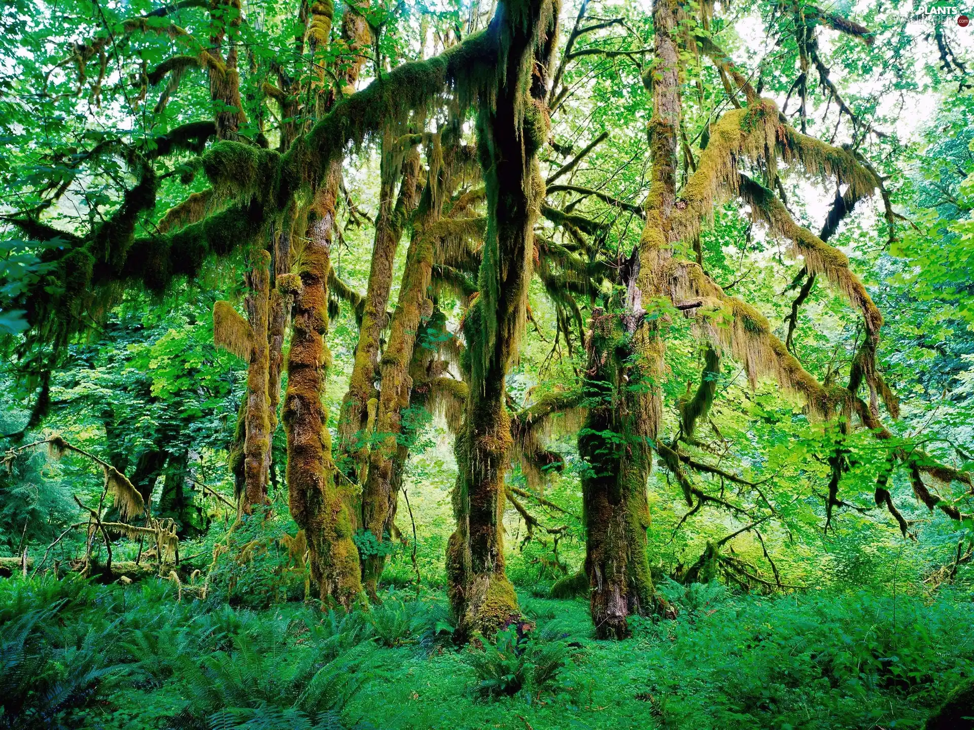 trees, forest, Green, litter, viewes, old