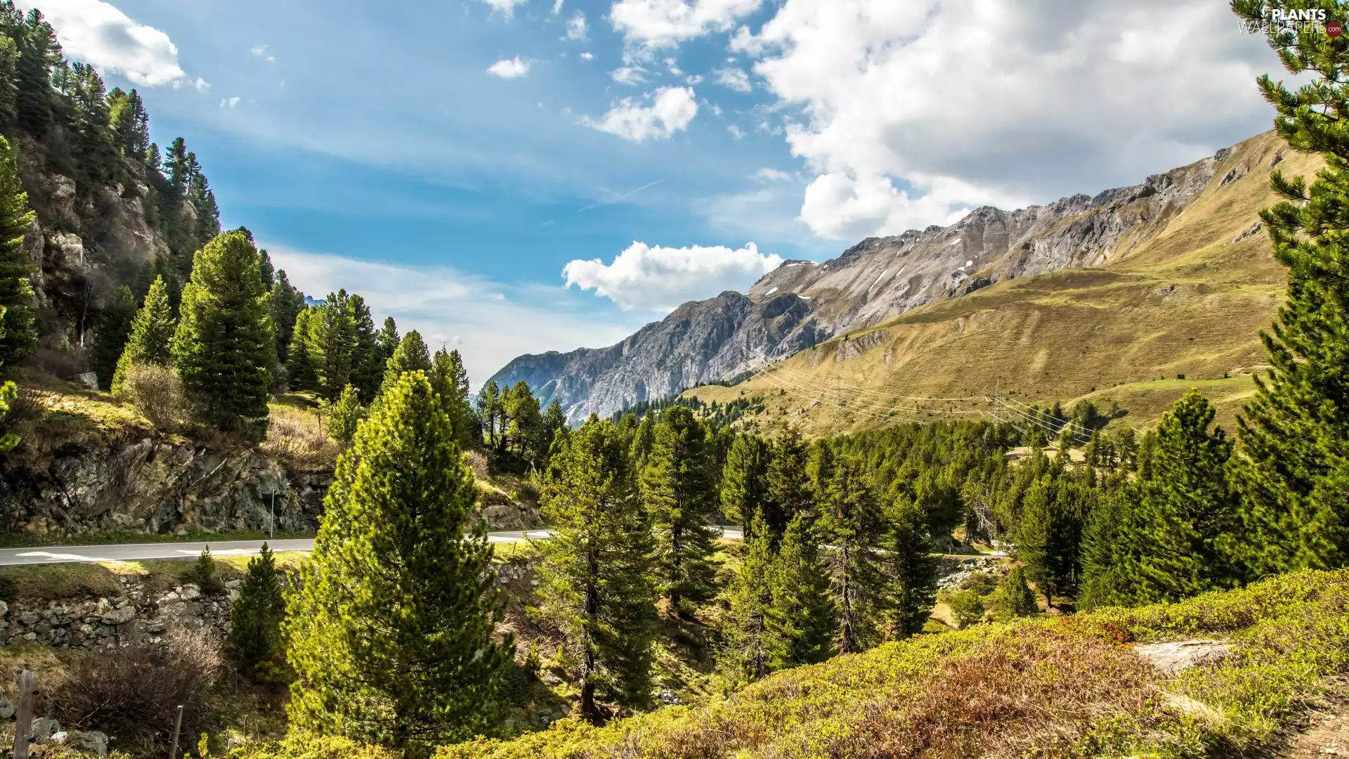 trees, viewes, Way, green ones, Mountains