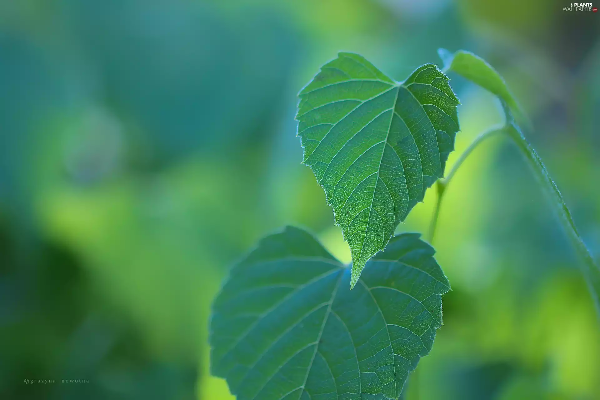 Leaf, green ones, Two cars