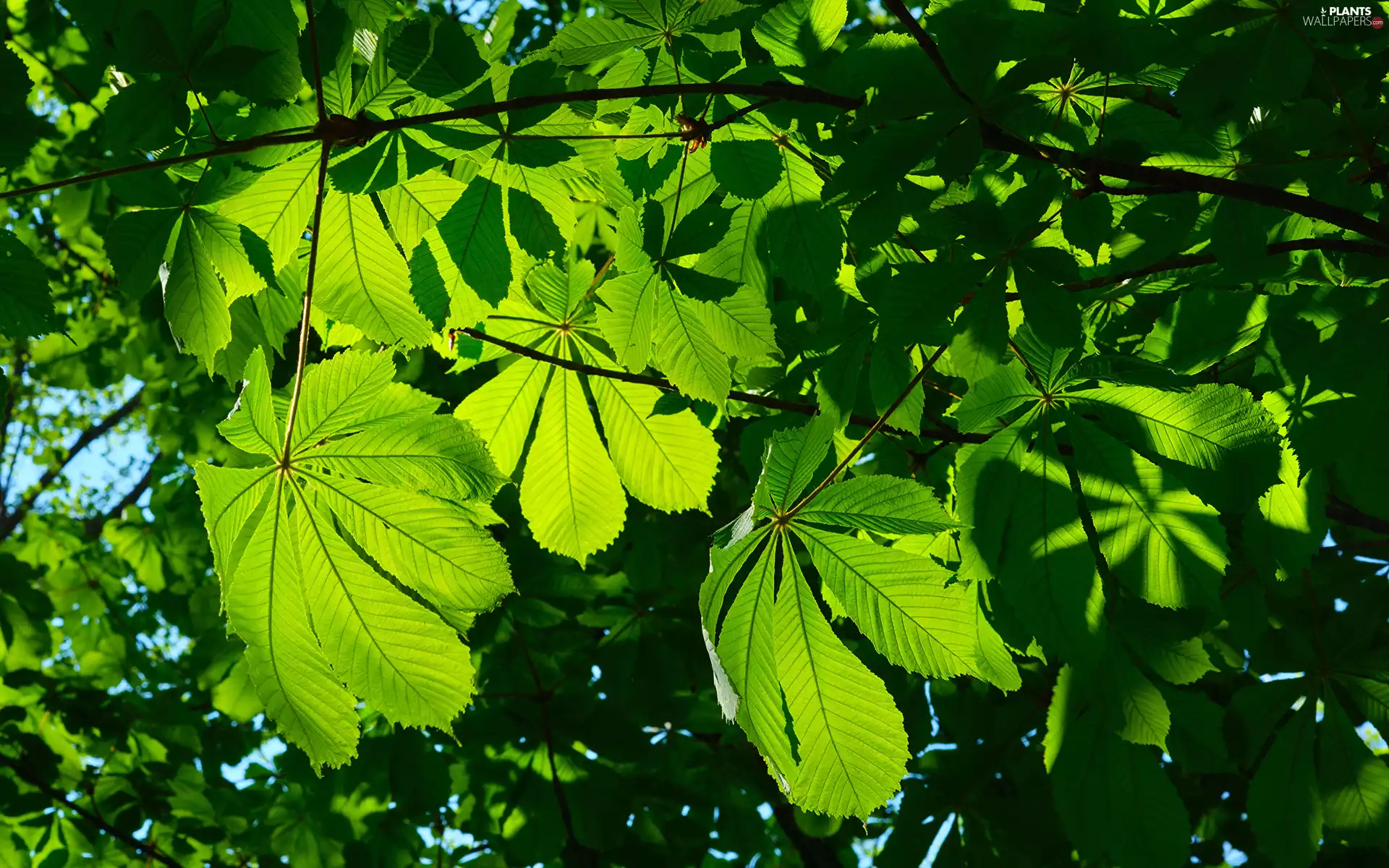 trees, green ones, Leaf, chestnut