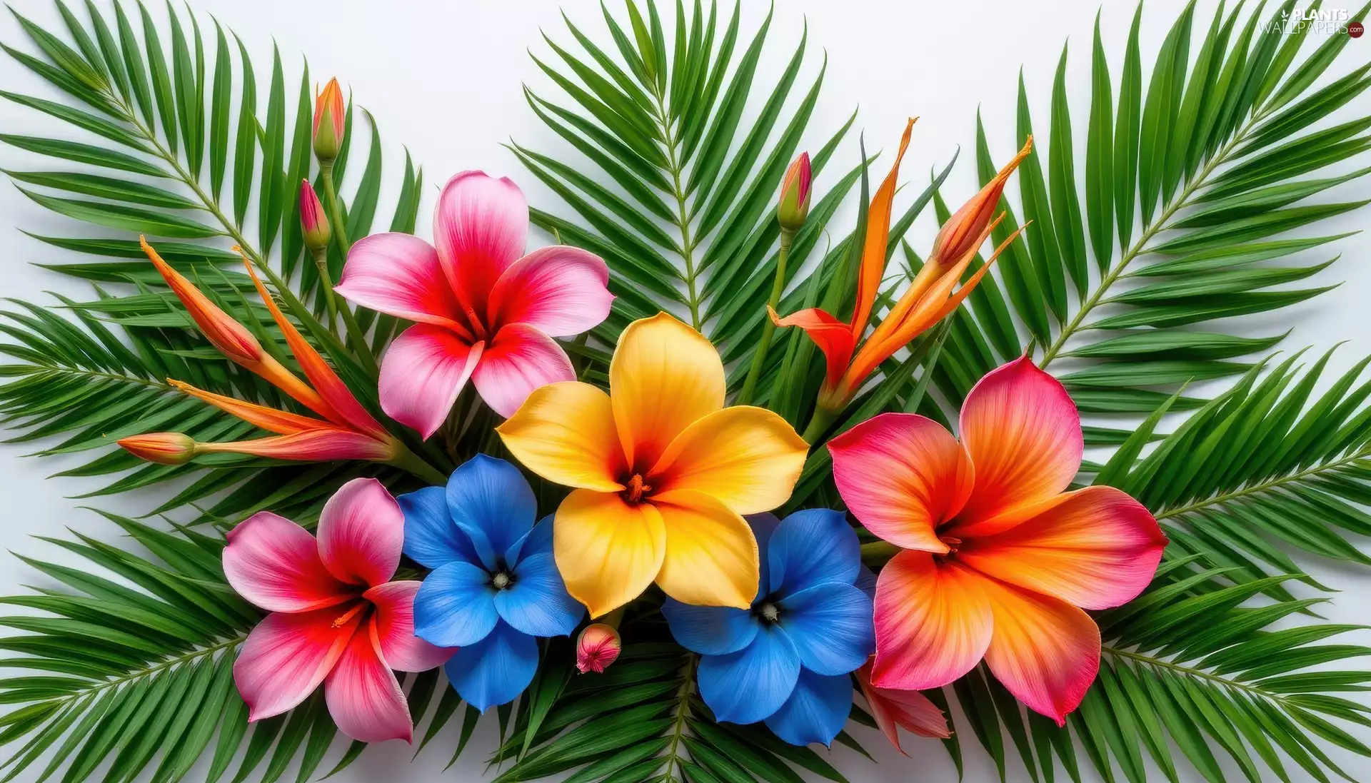 color, green ones, Leaf, Flowers