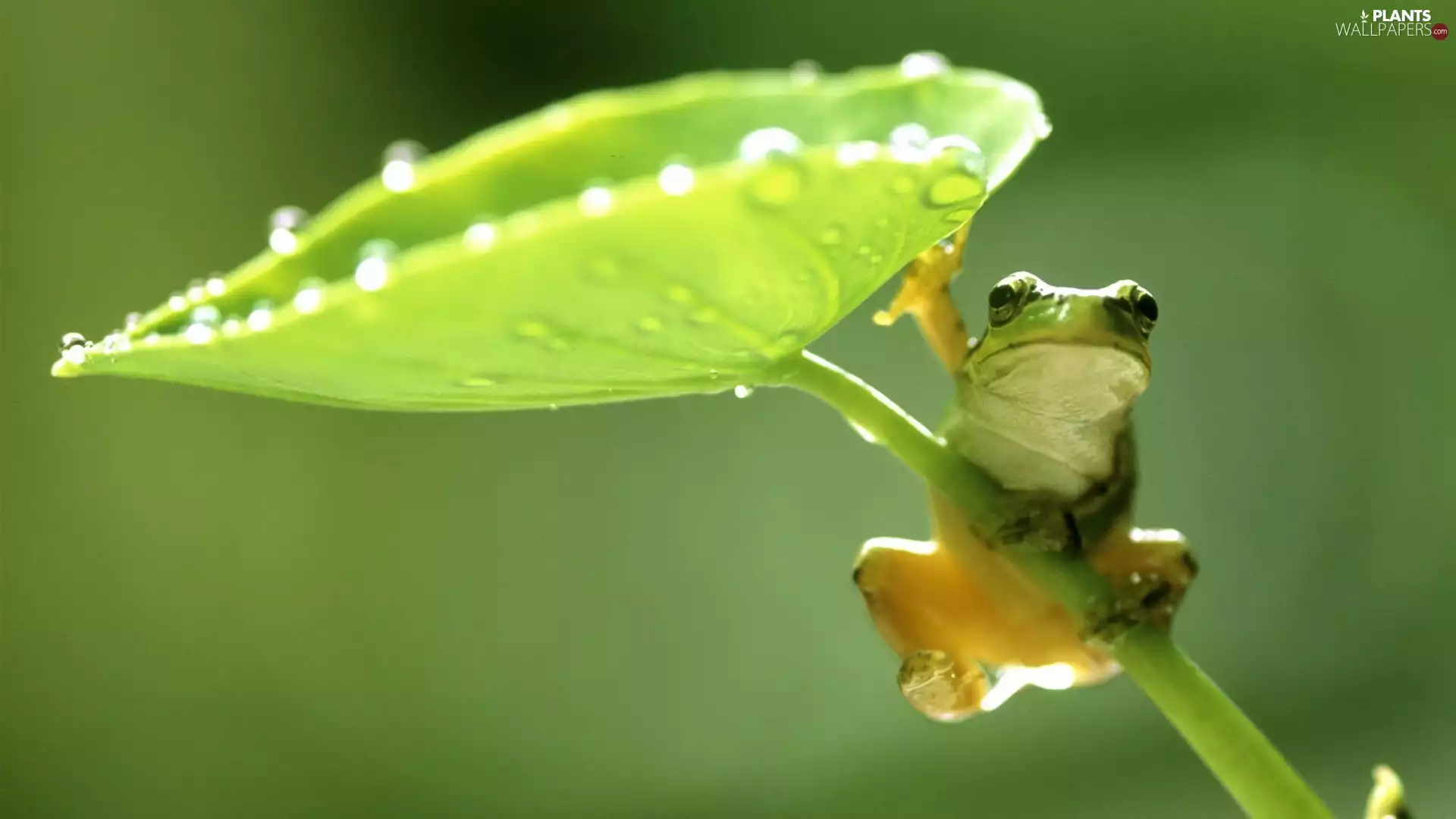 small, green ones, Leaf, frog