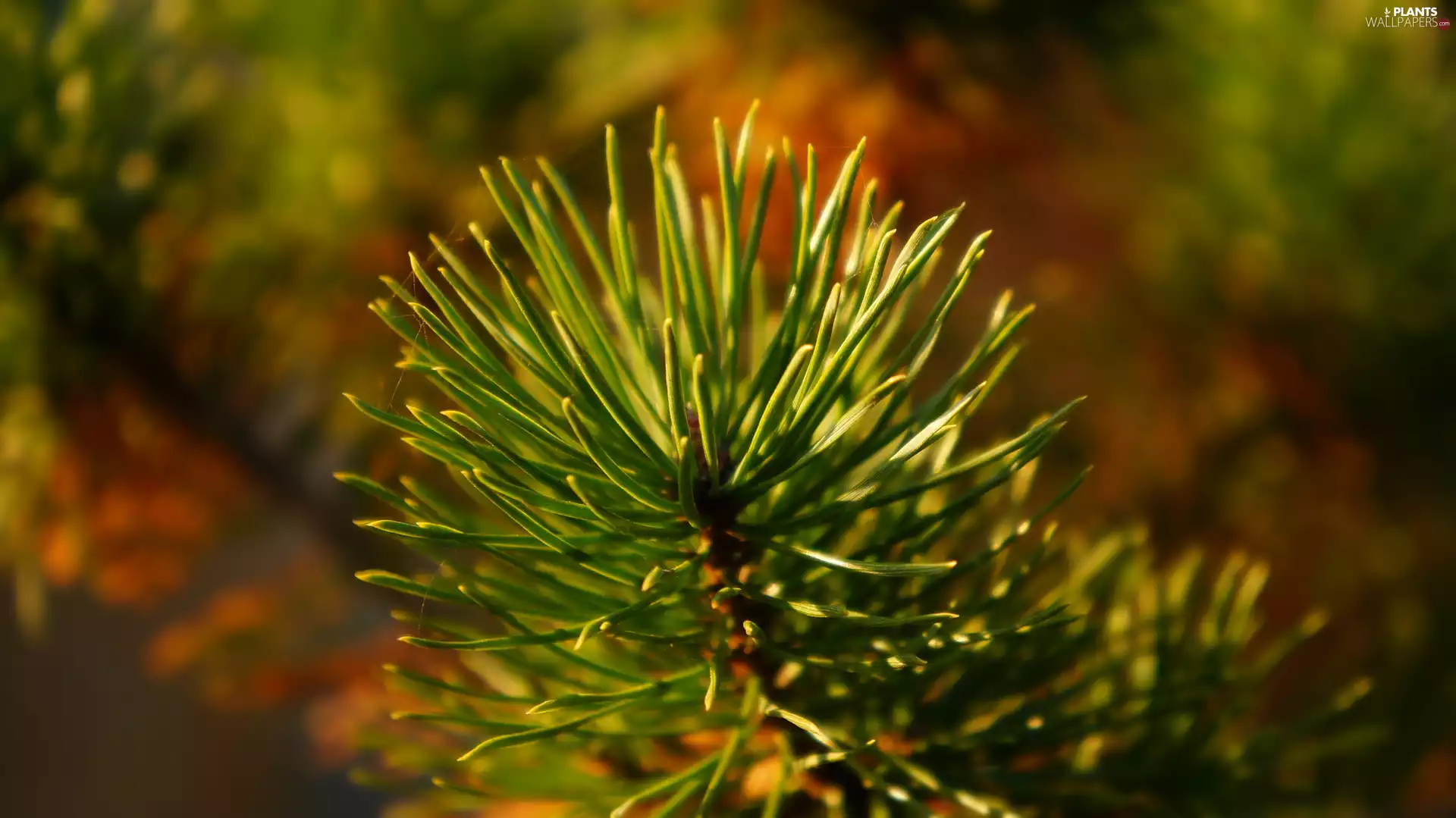pine, green ones, needle, twig